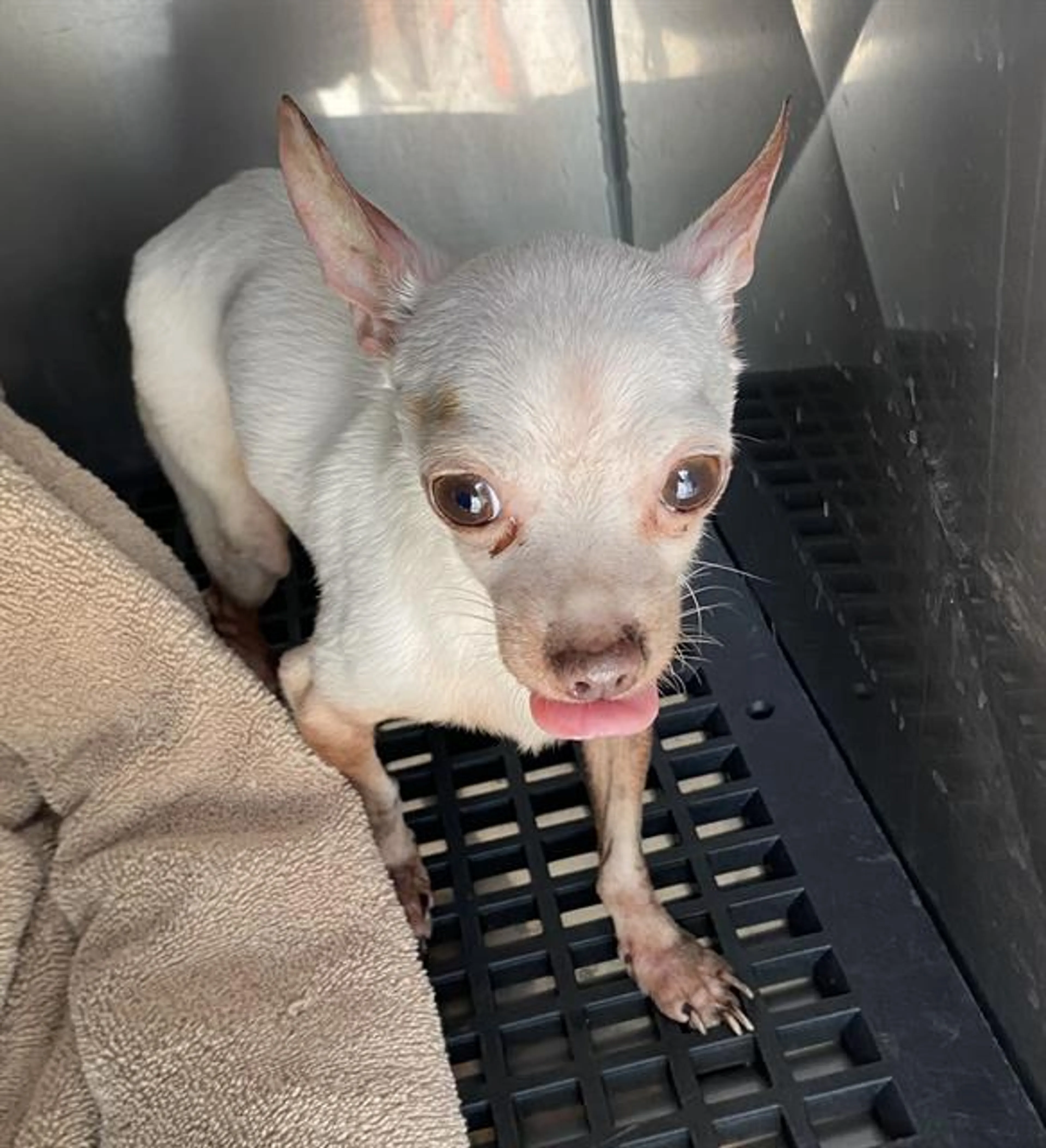 Found pet