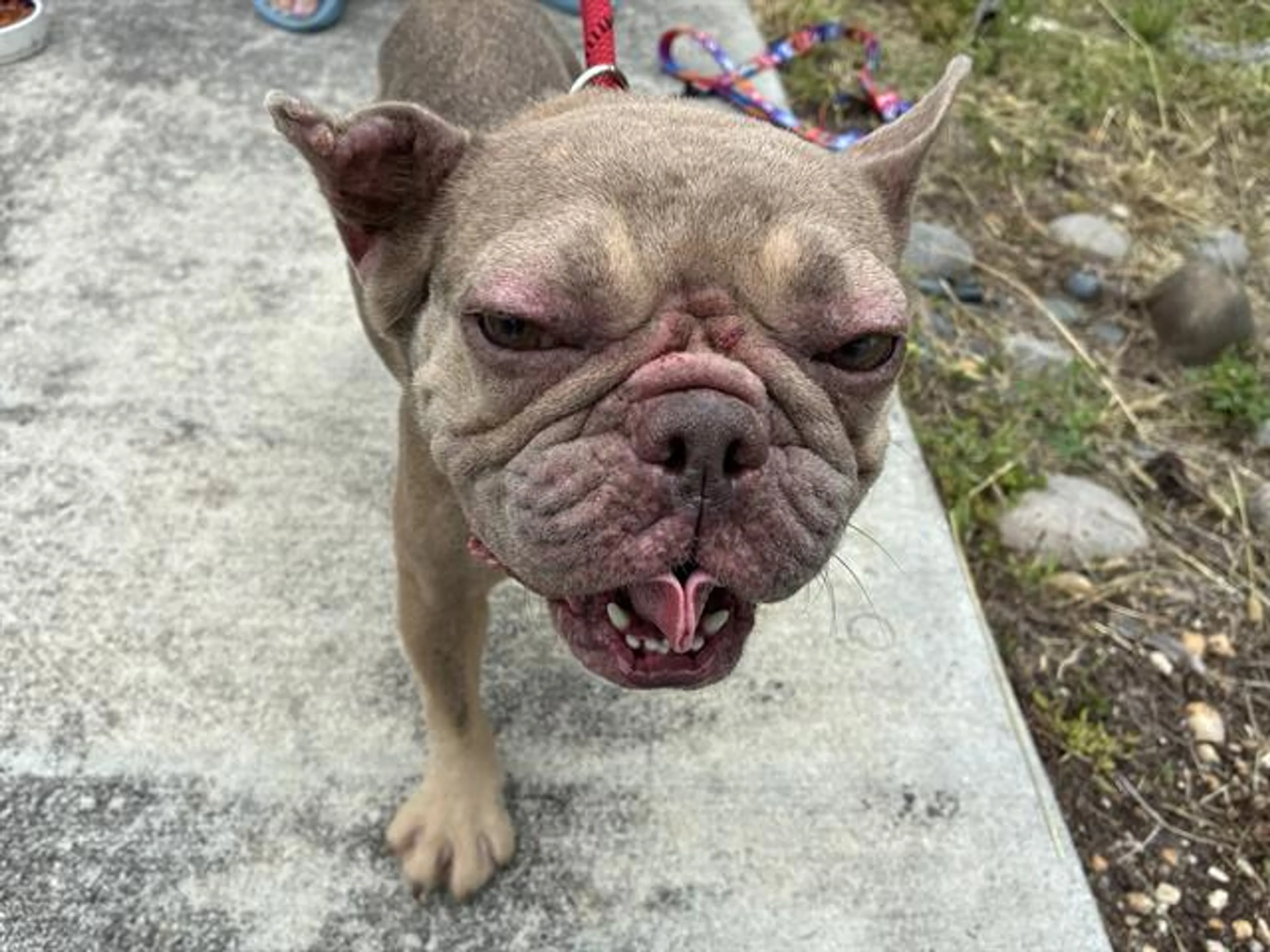 Found pet