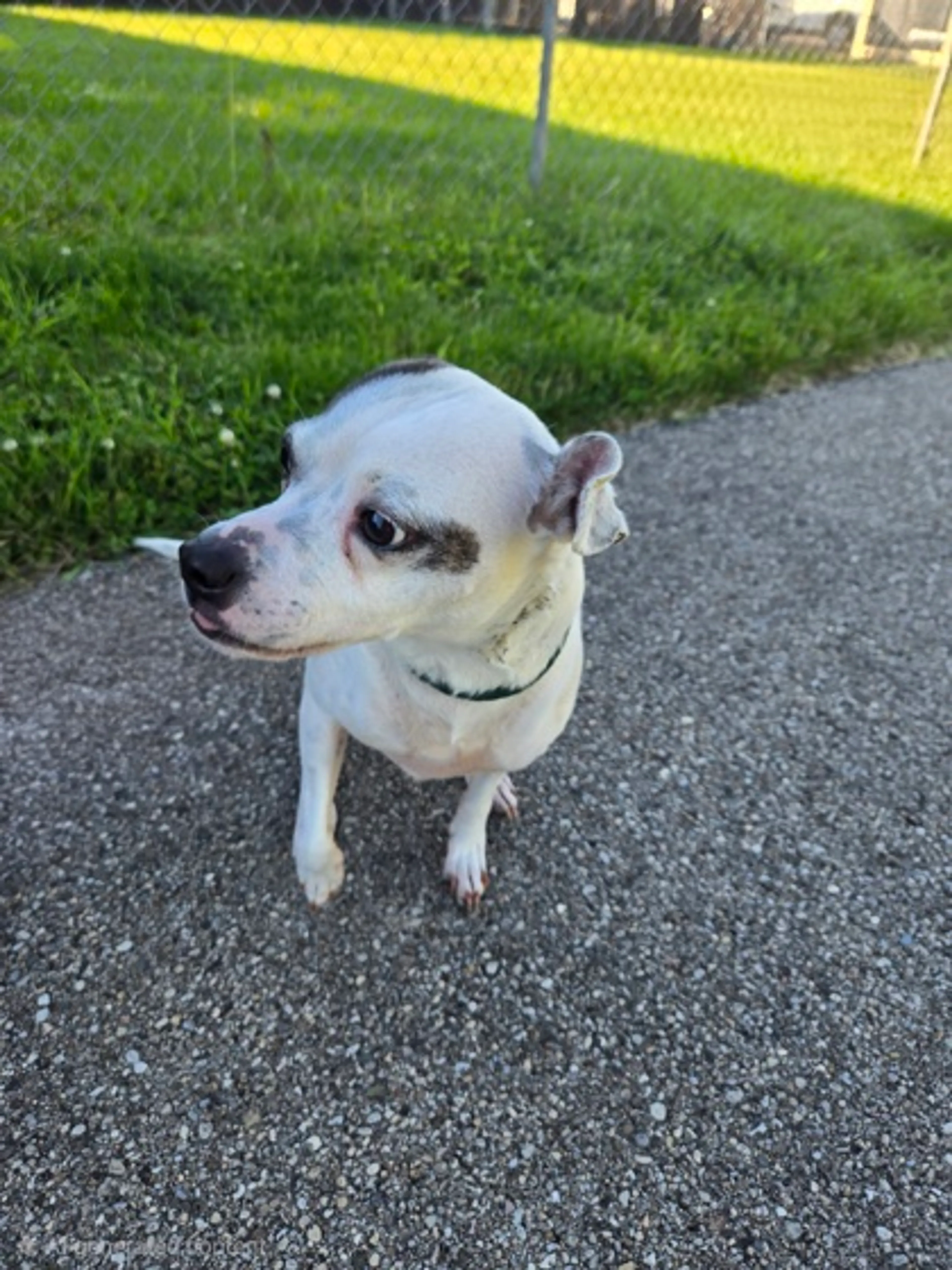 Found pet-2