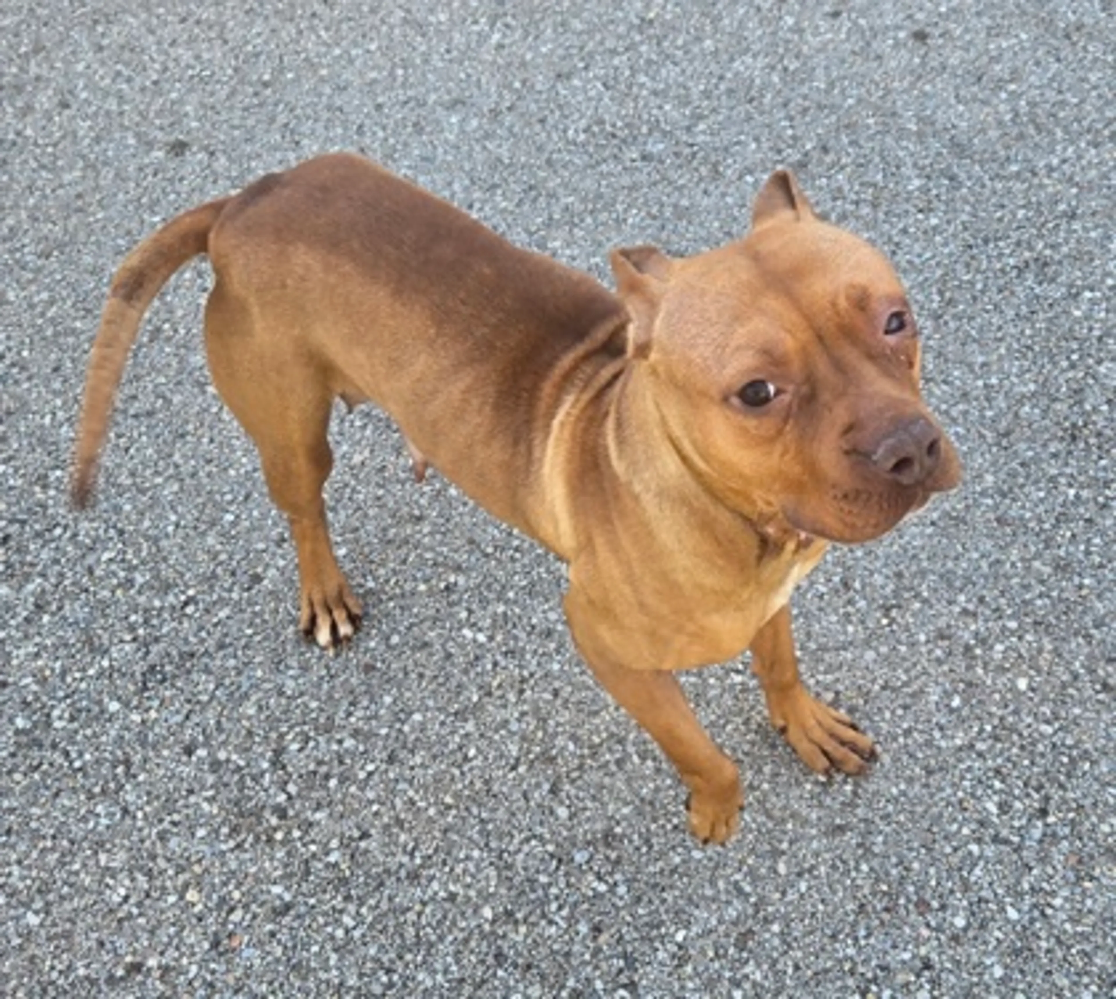 Found pet-2