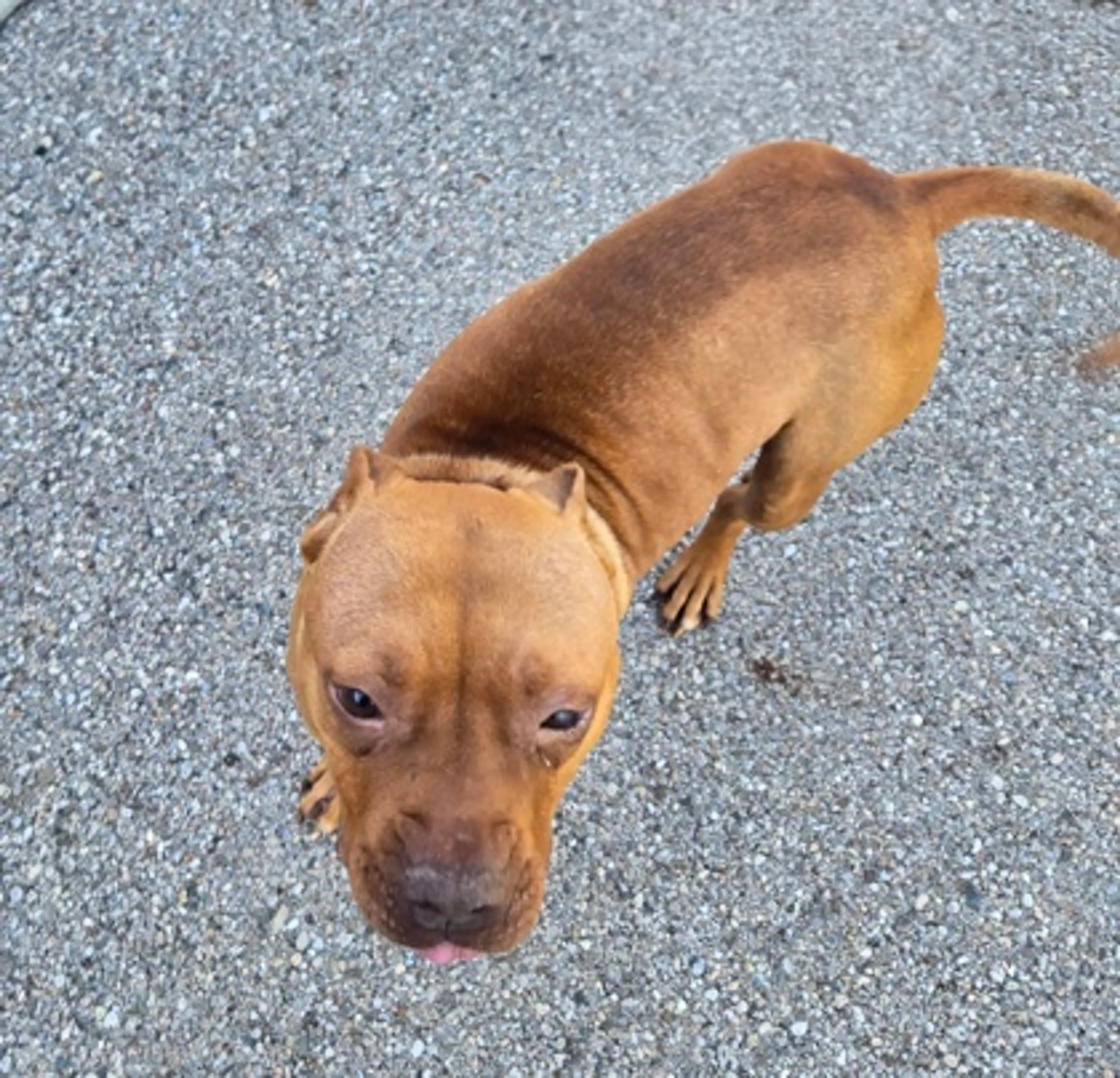 Found pet-1