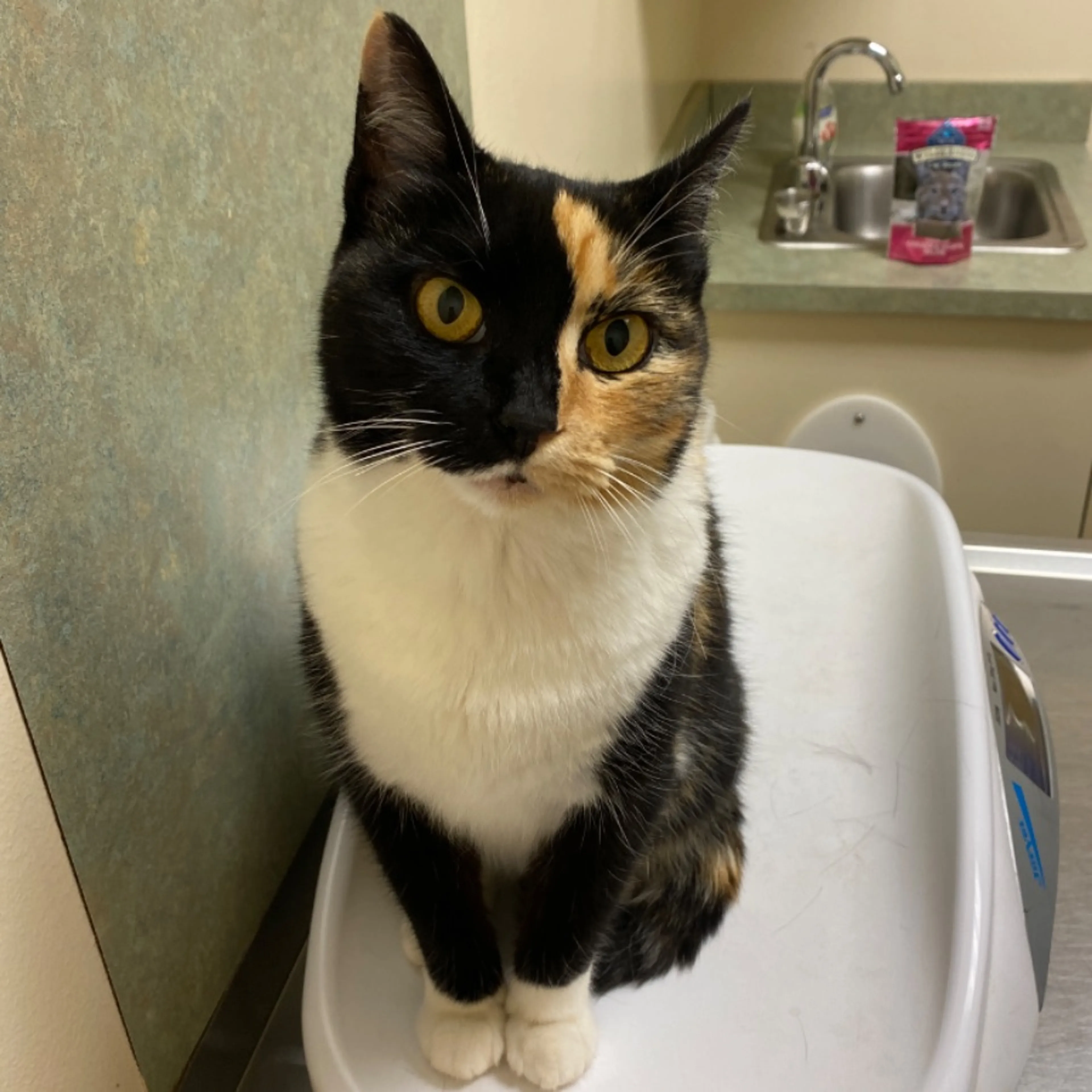 Lost pet