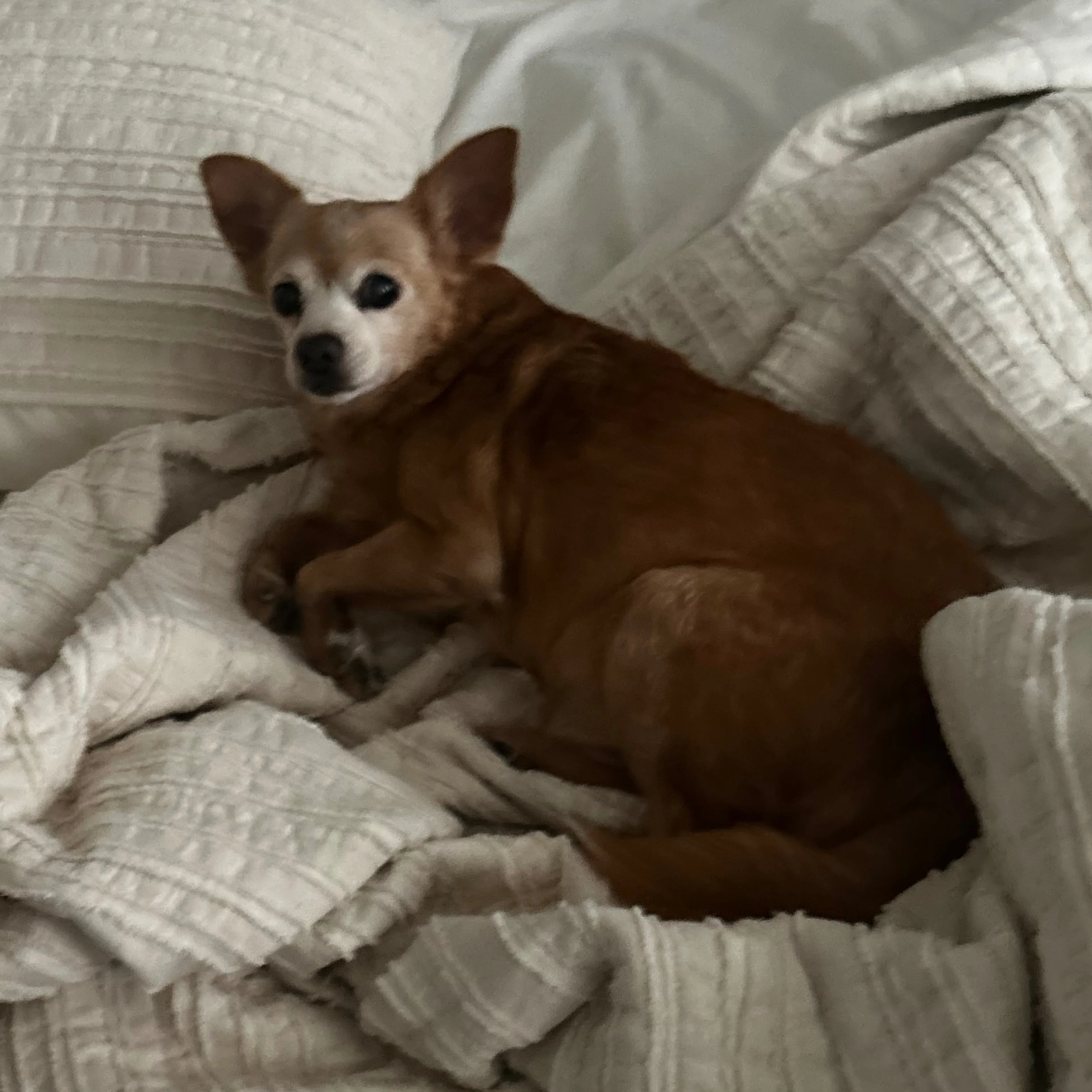 Lost pet-1