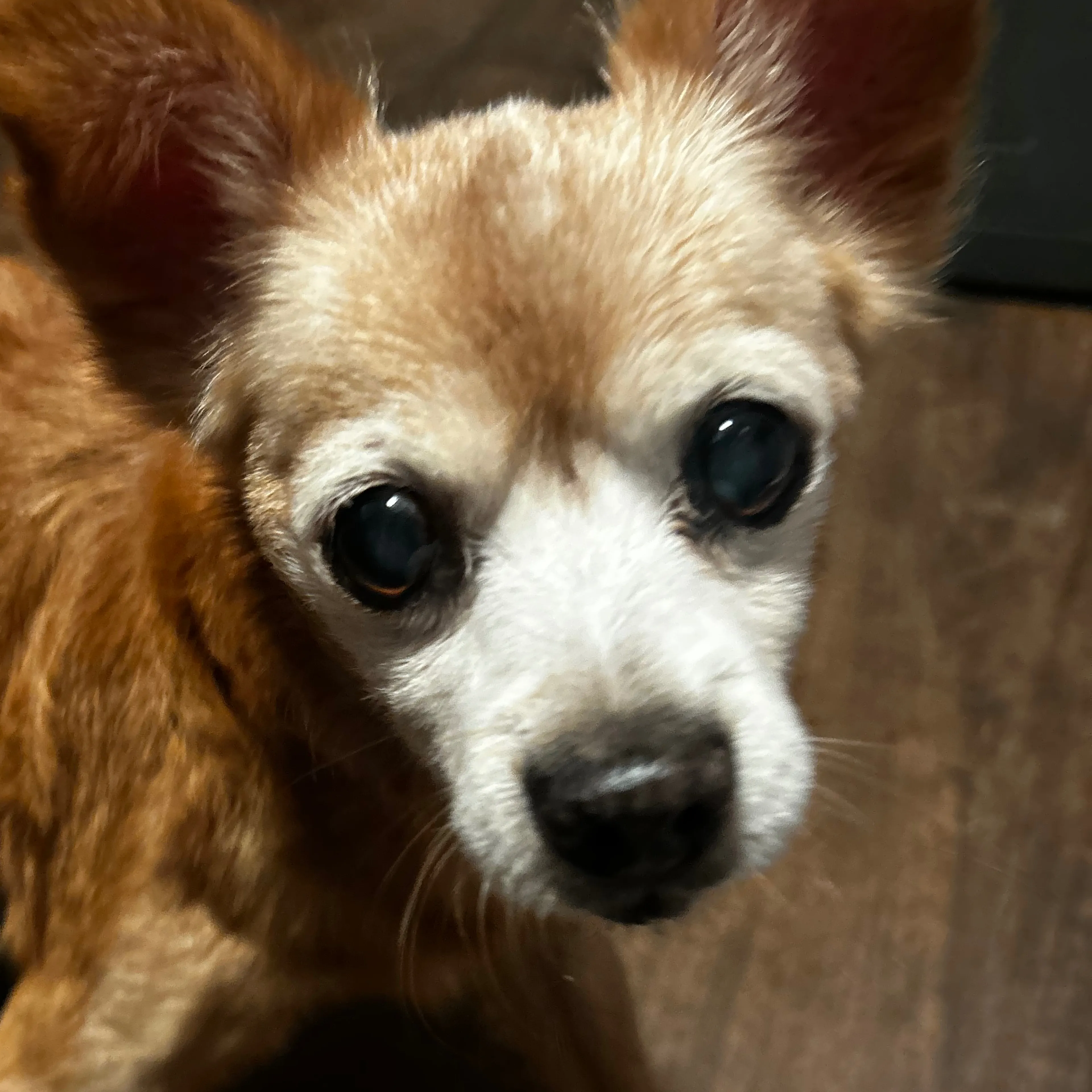 Lost pet-2