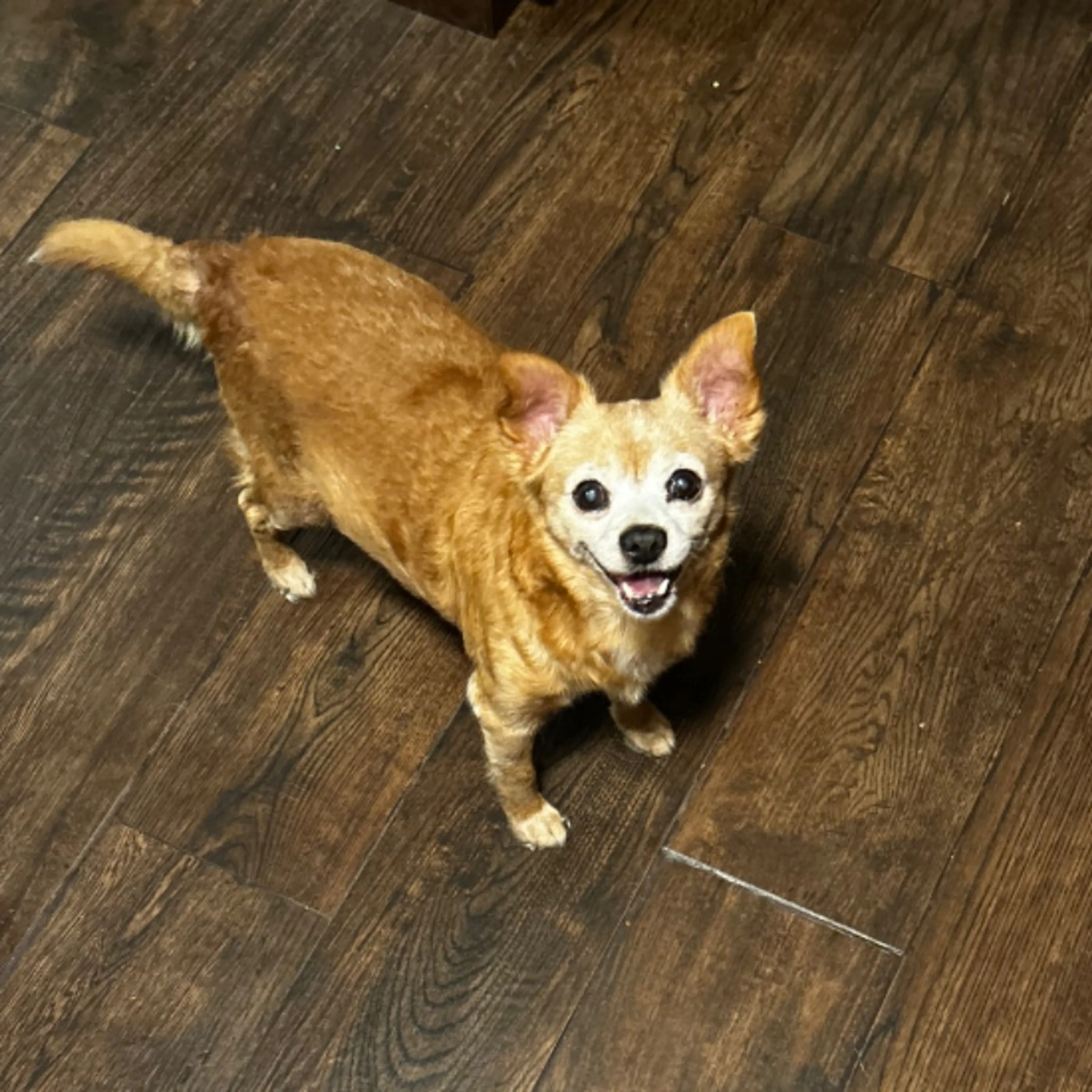 Lost pet-0