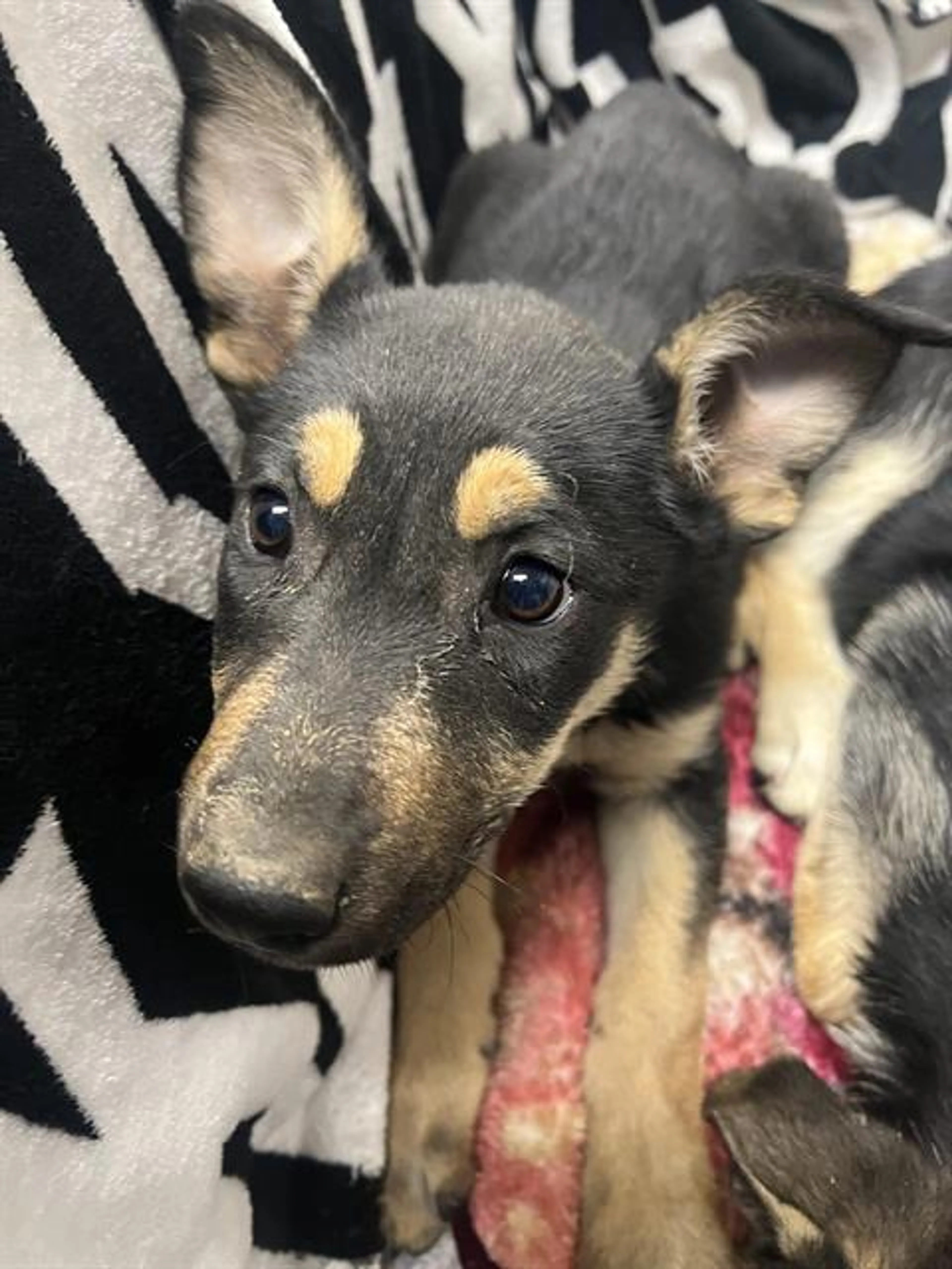 Found pet