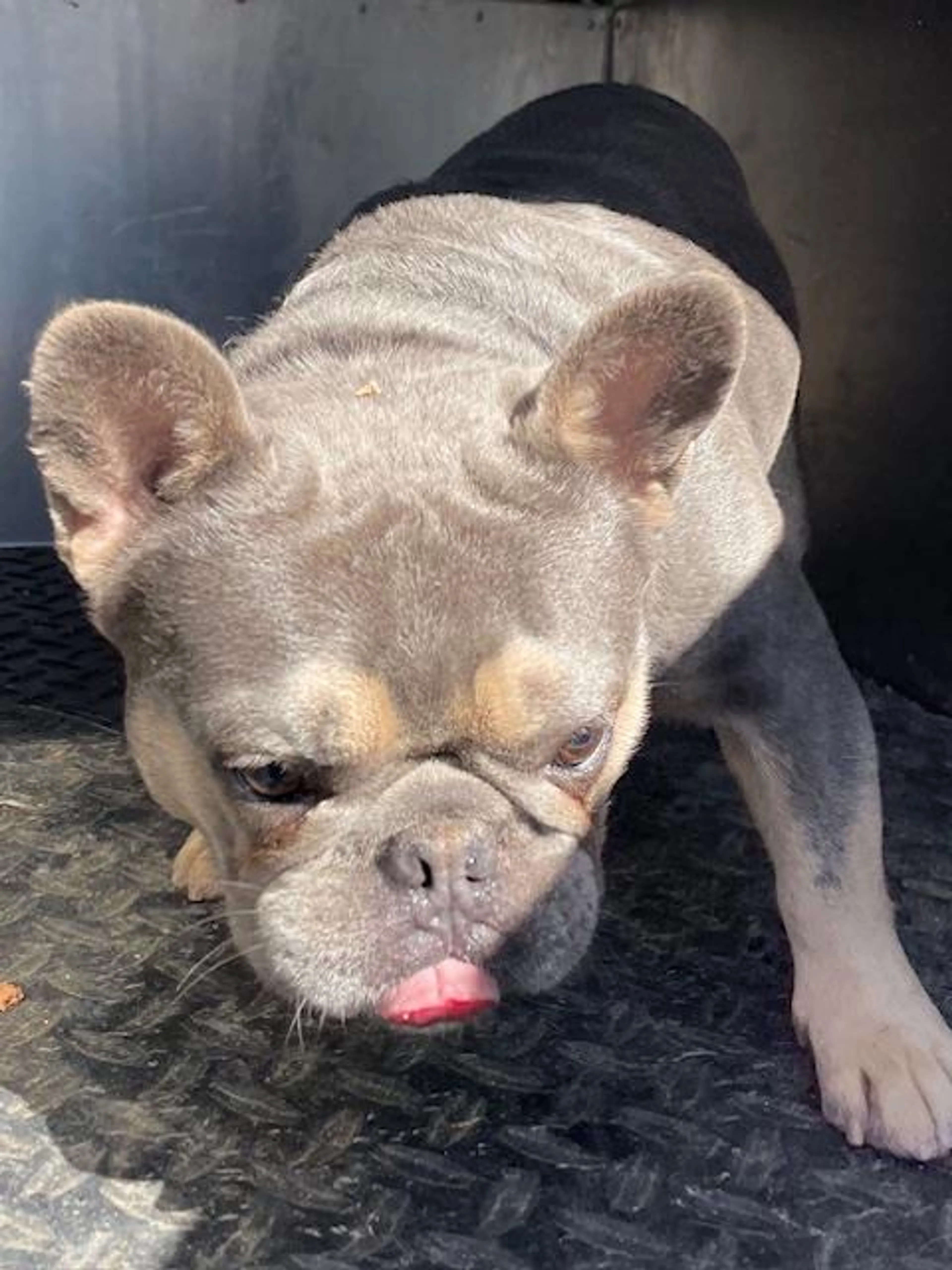 Found pet