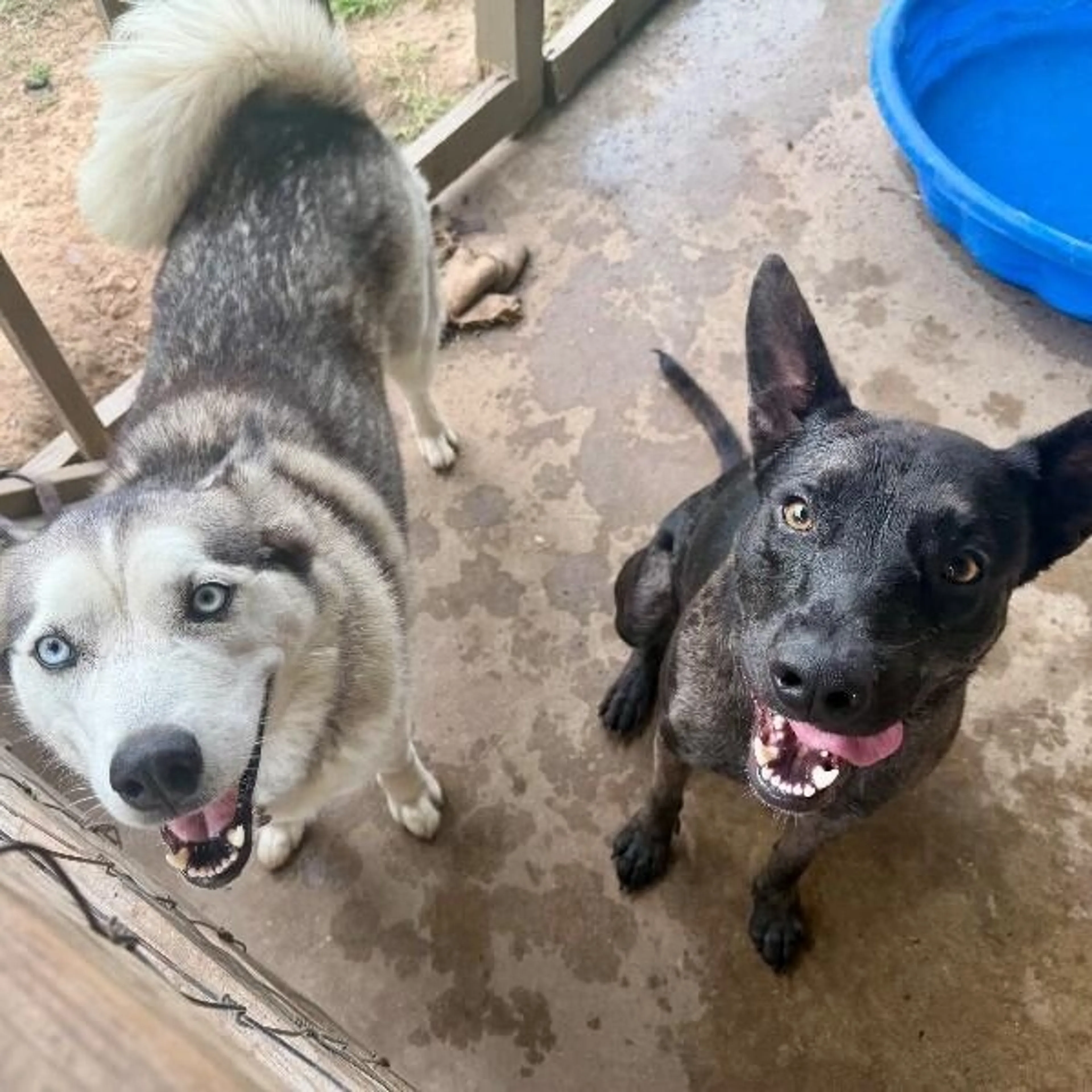 Found pet-4