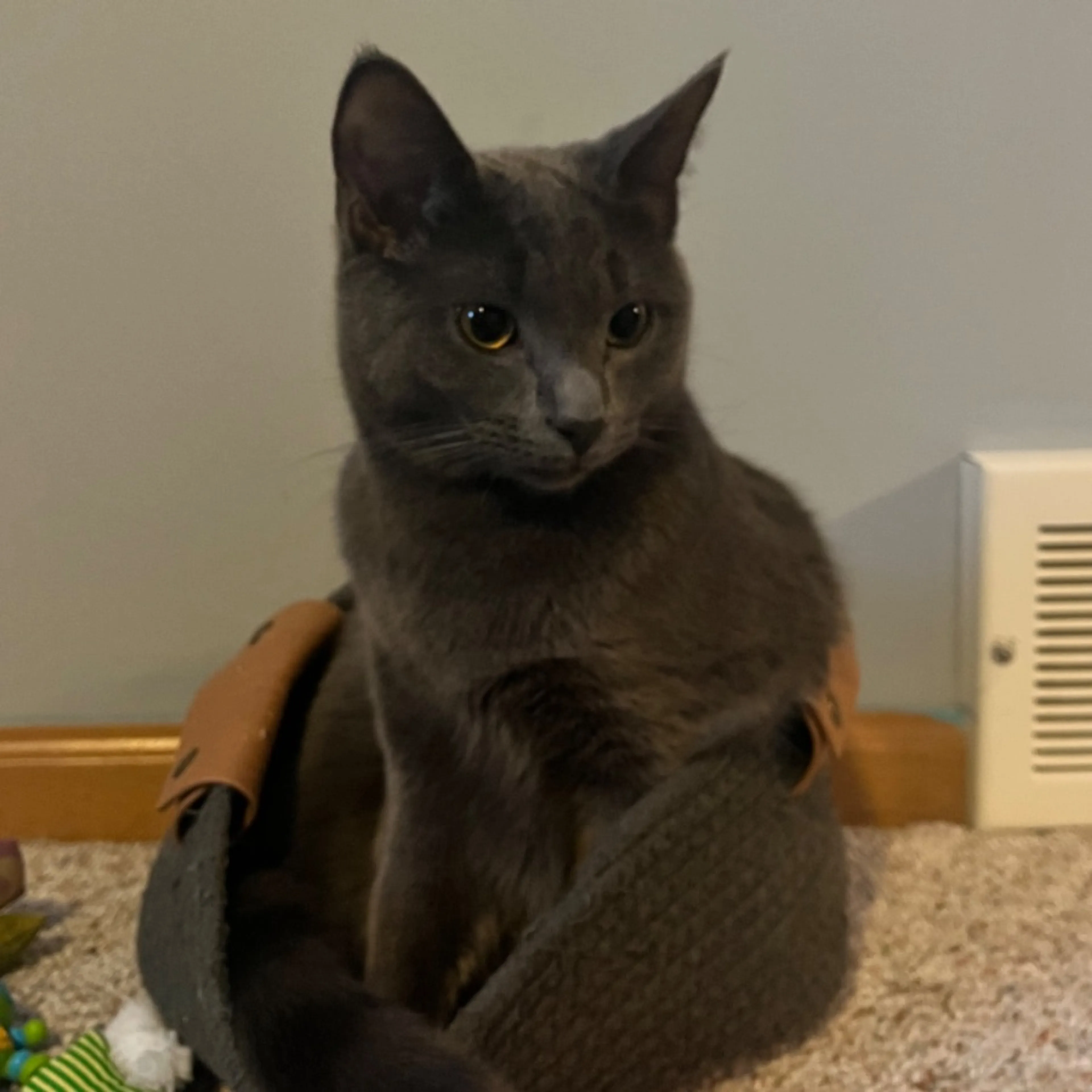 Lost pet