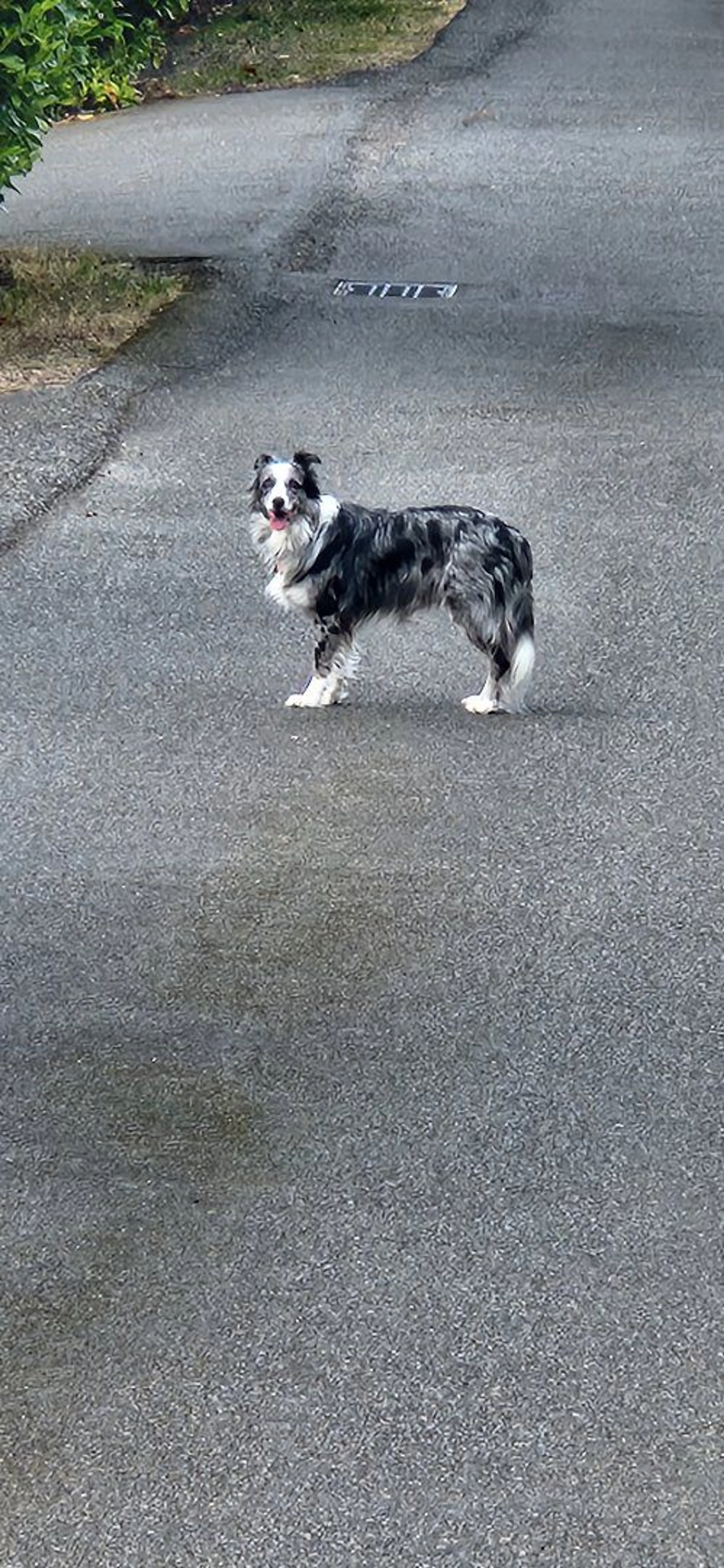 Lost pet