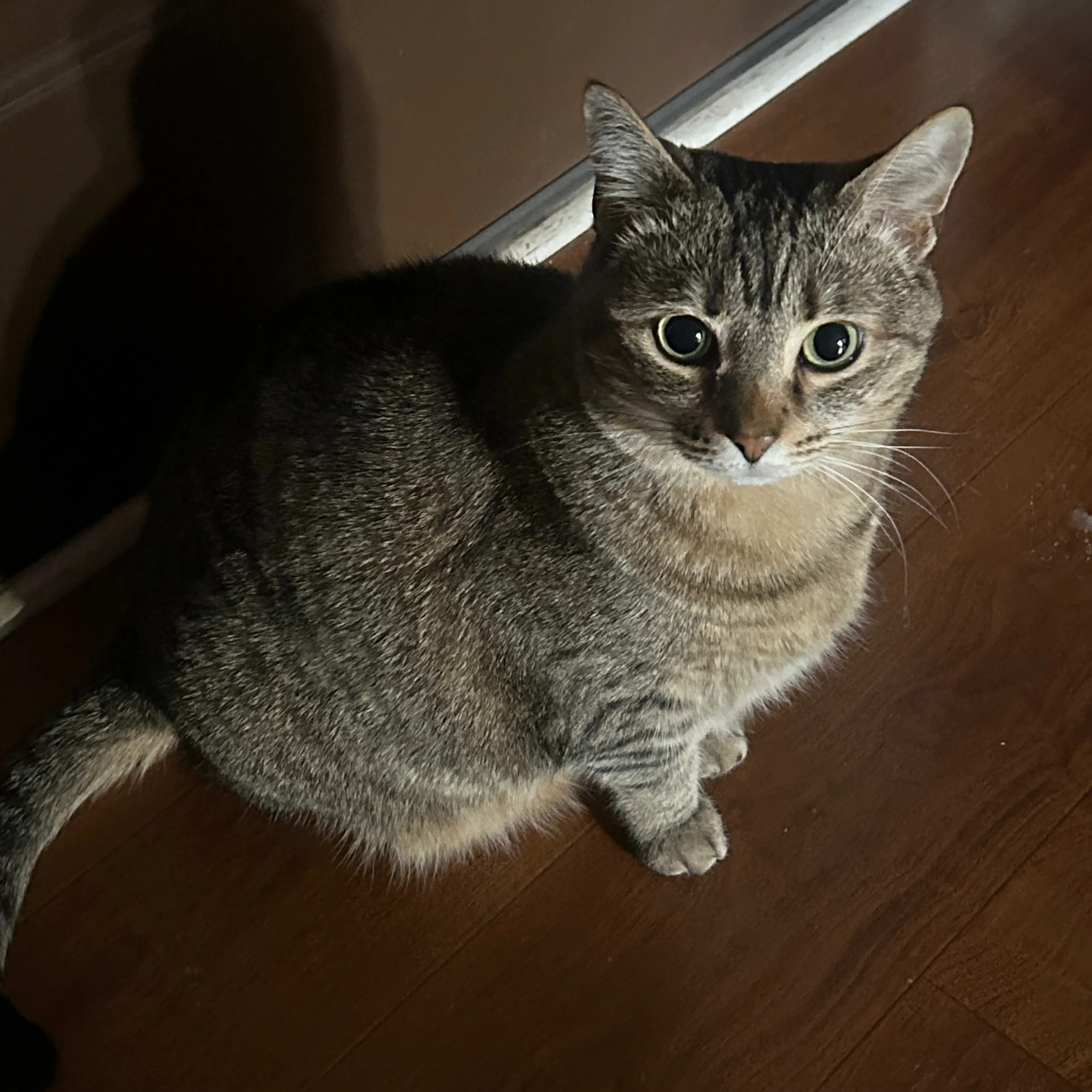 Lost pet-1
