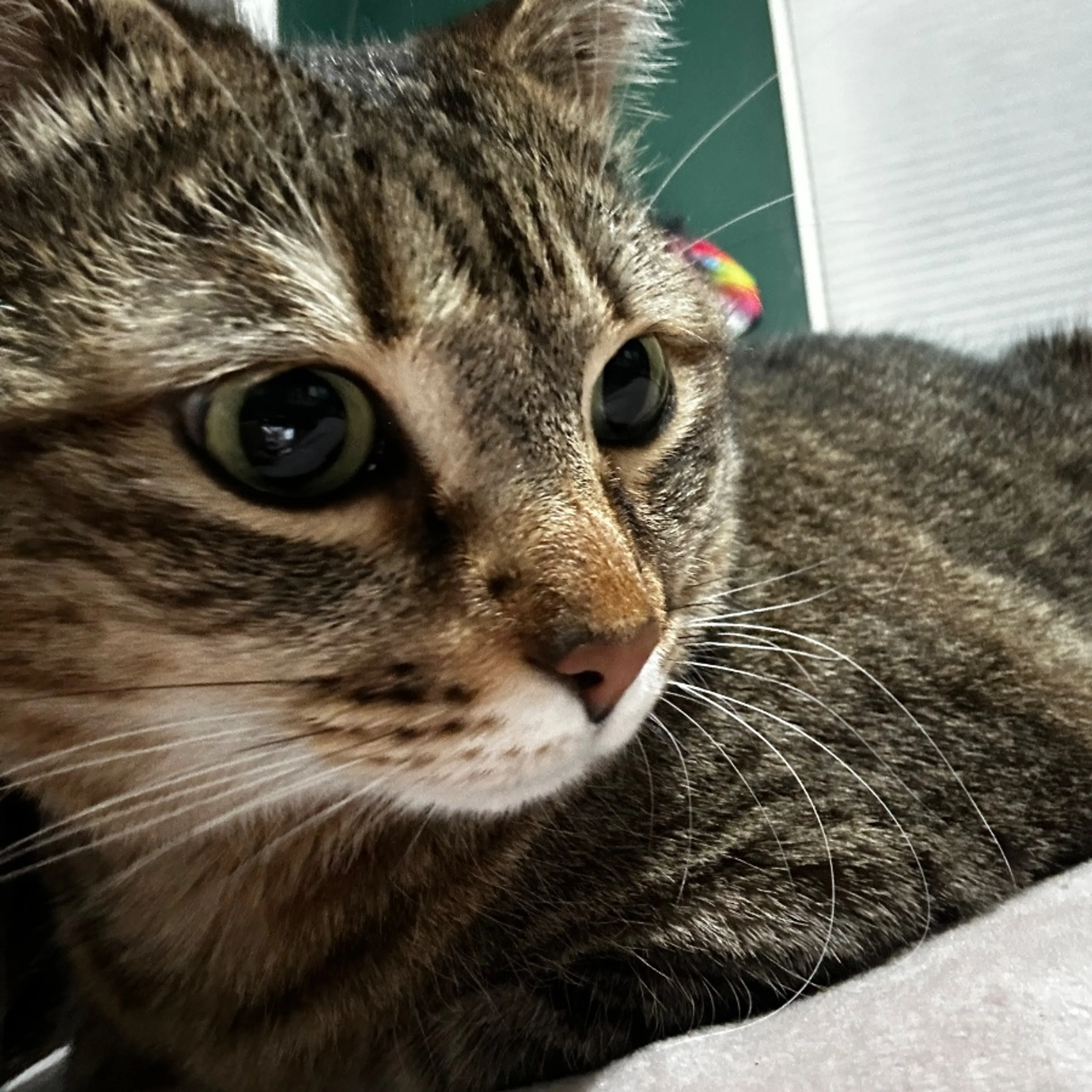Lost pet-0