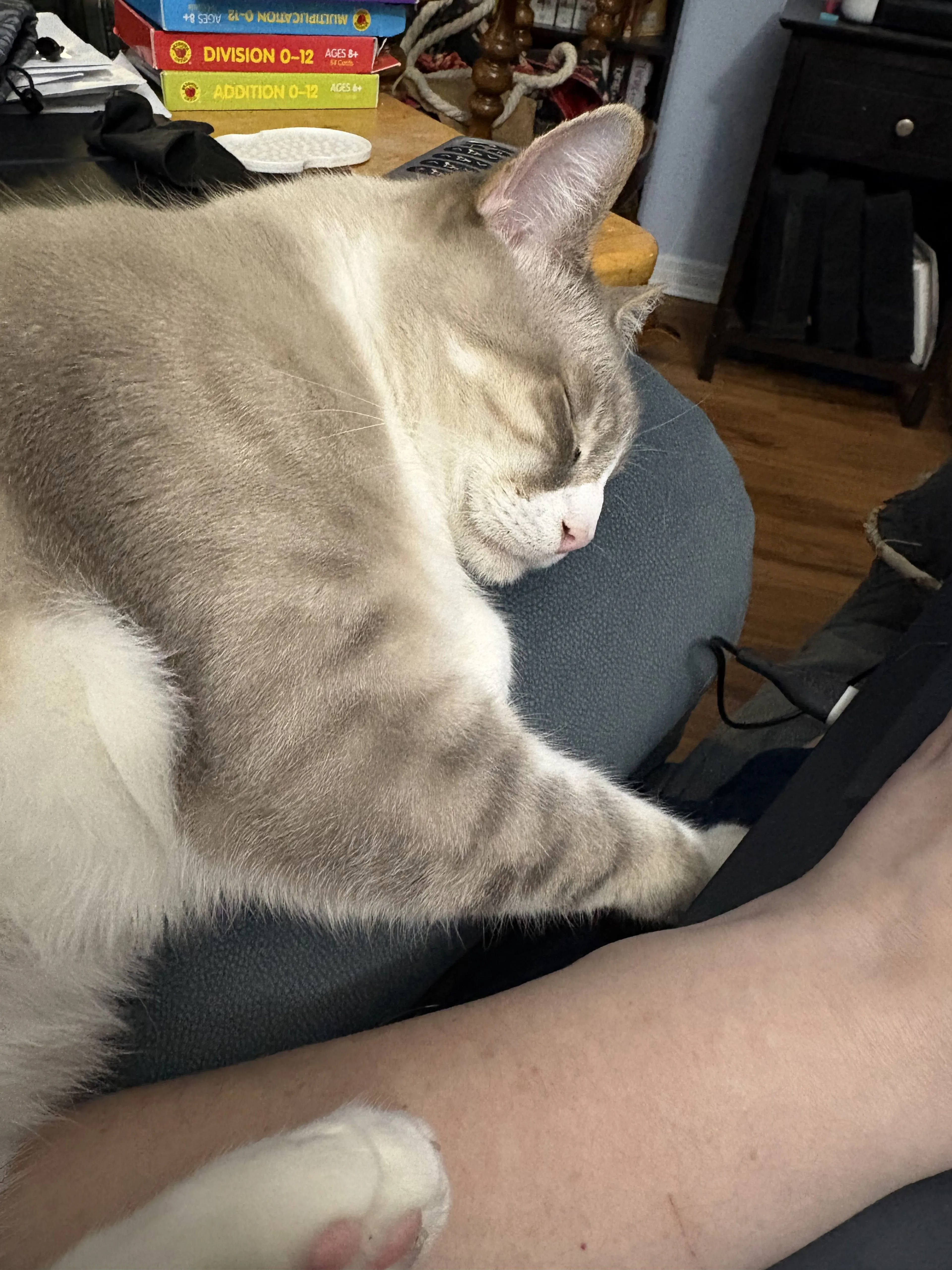Lost pet