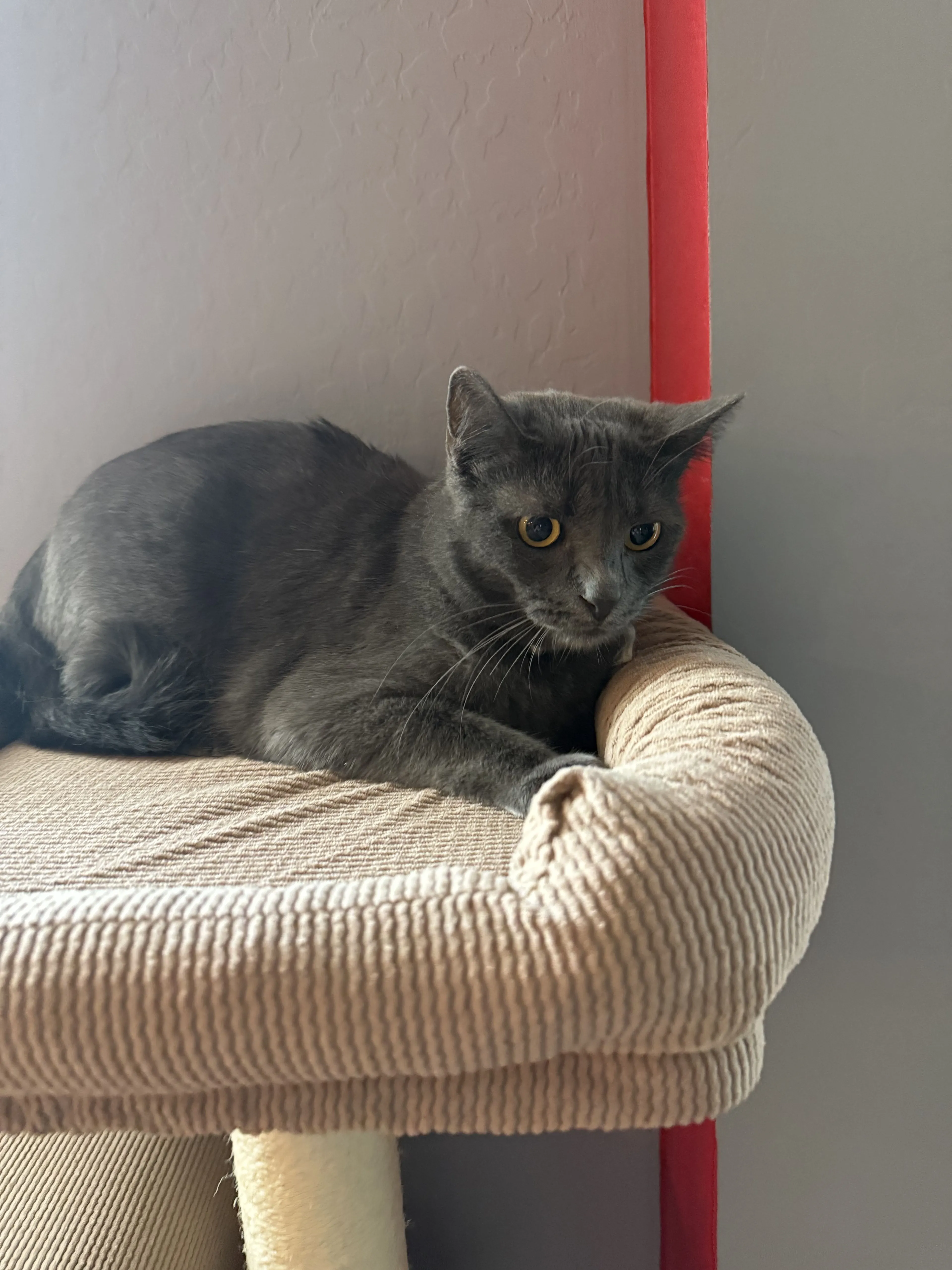 Lost pet