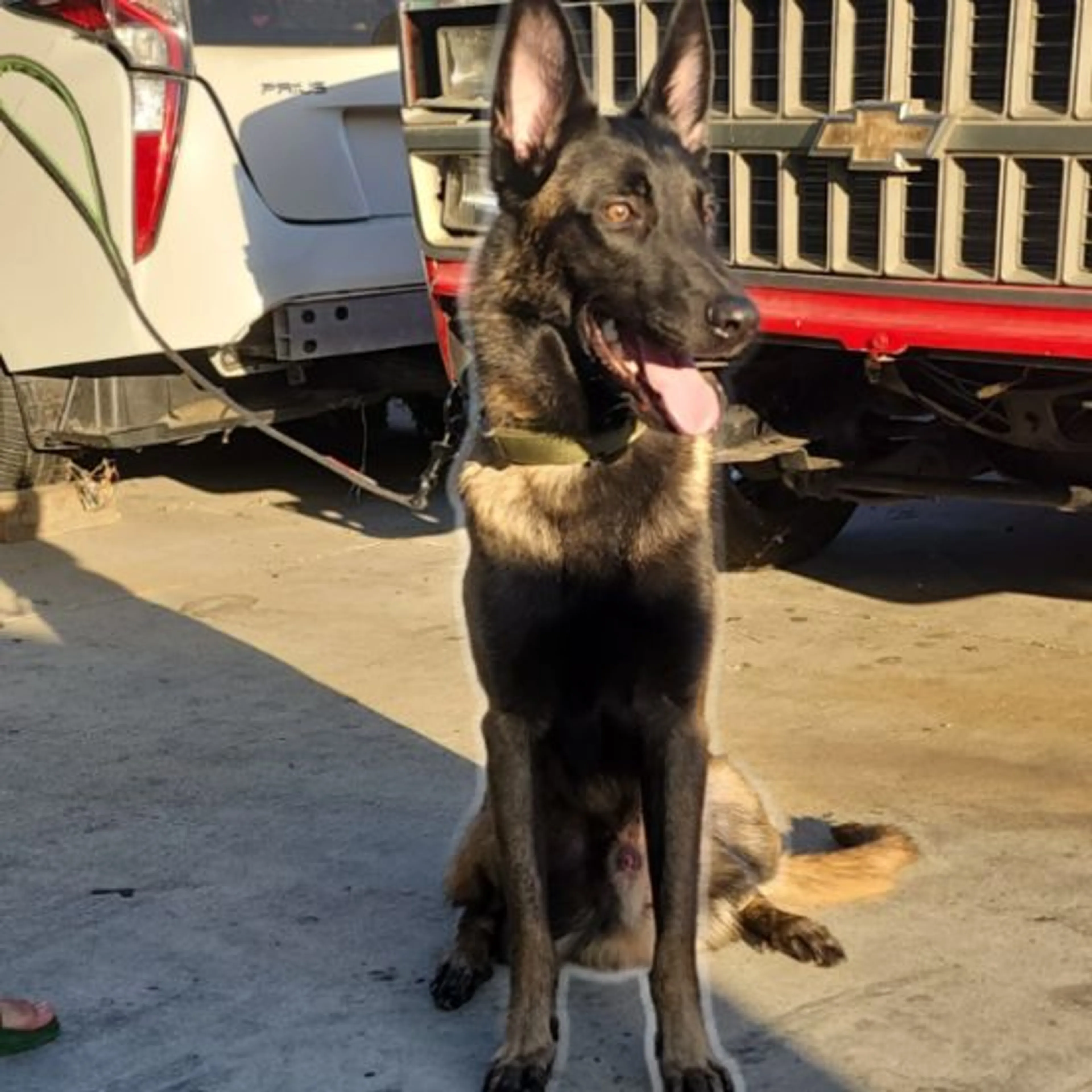 Lost pet