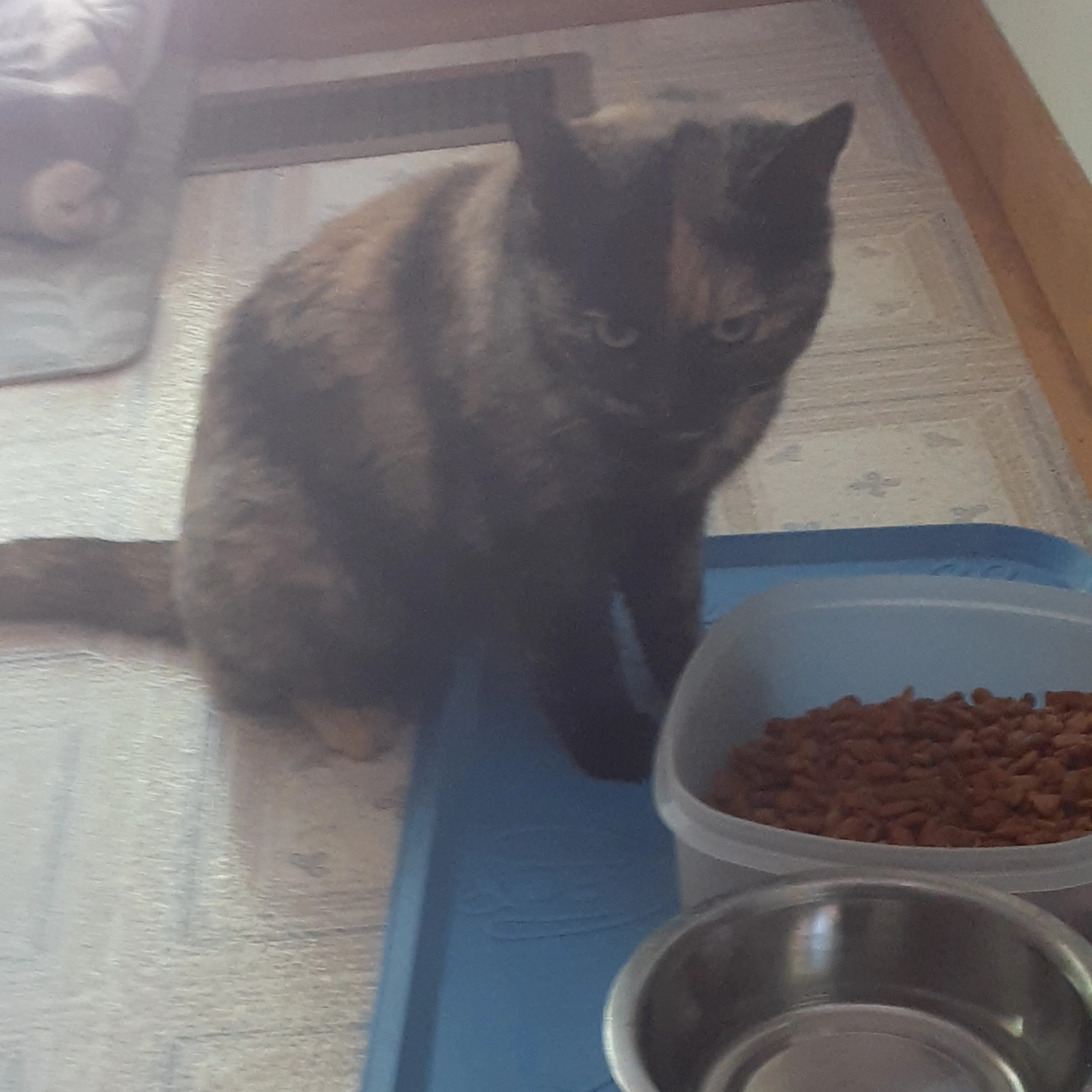 Found pet-1