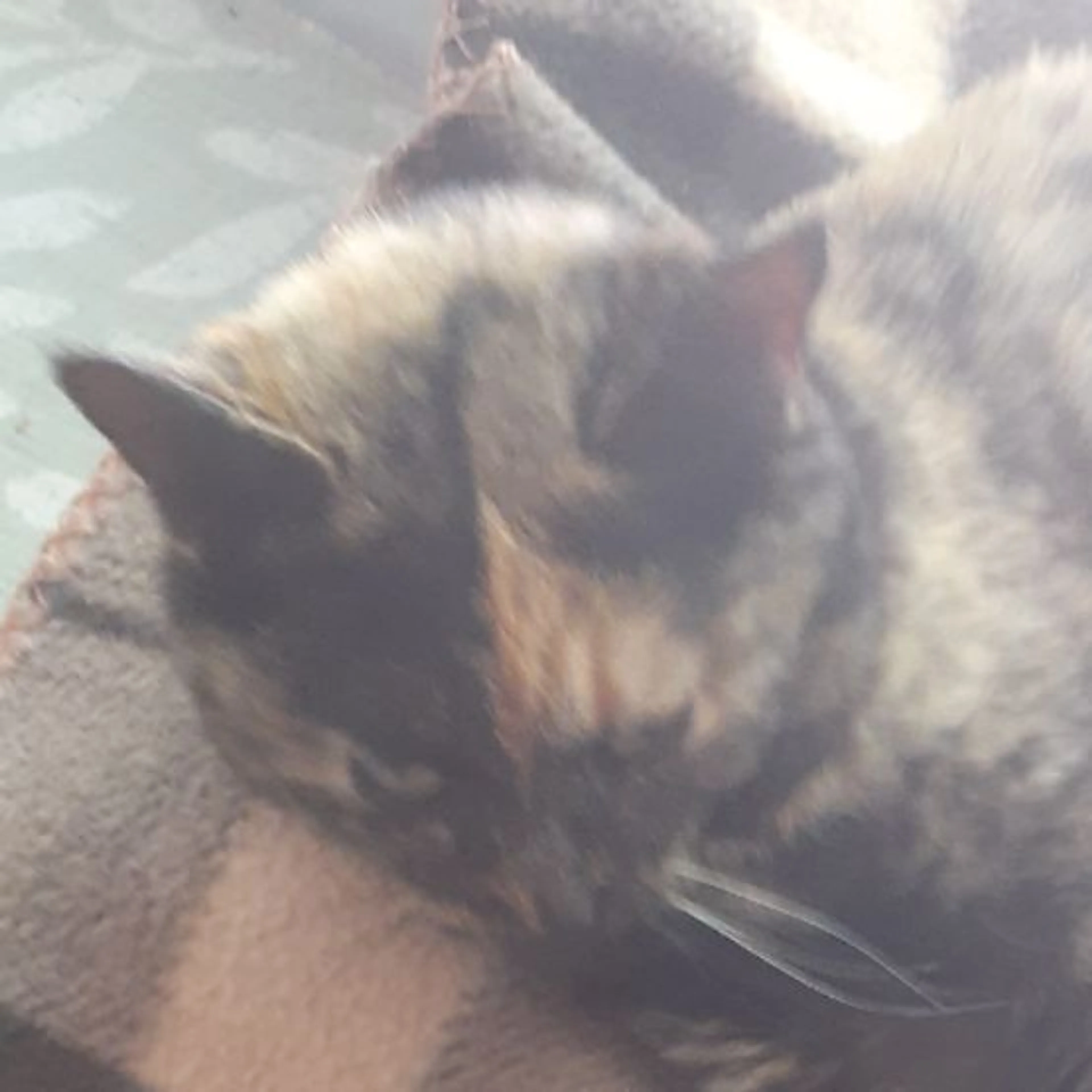 Found pet-0