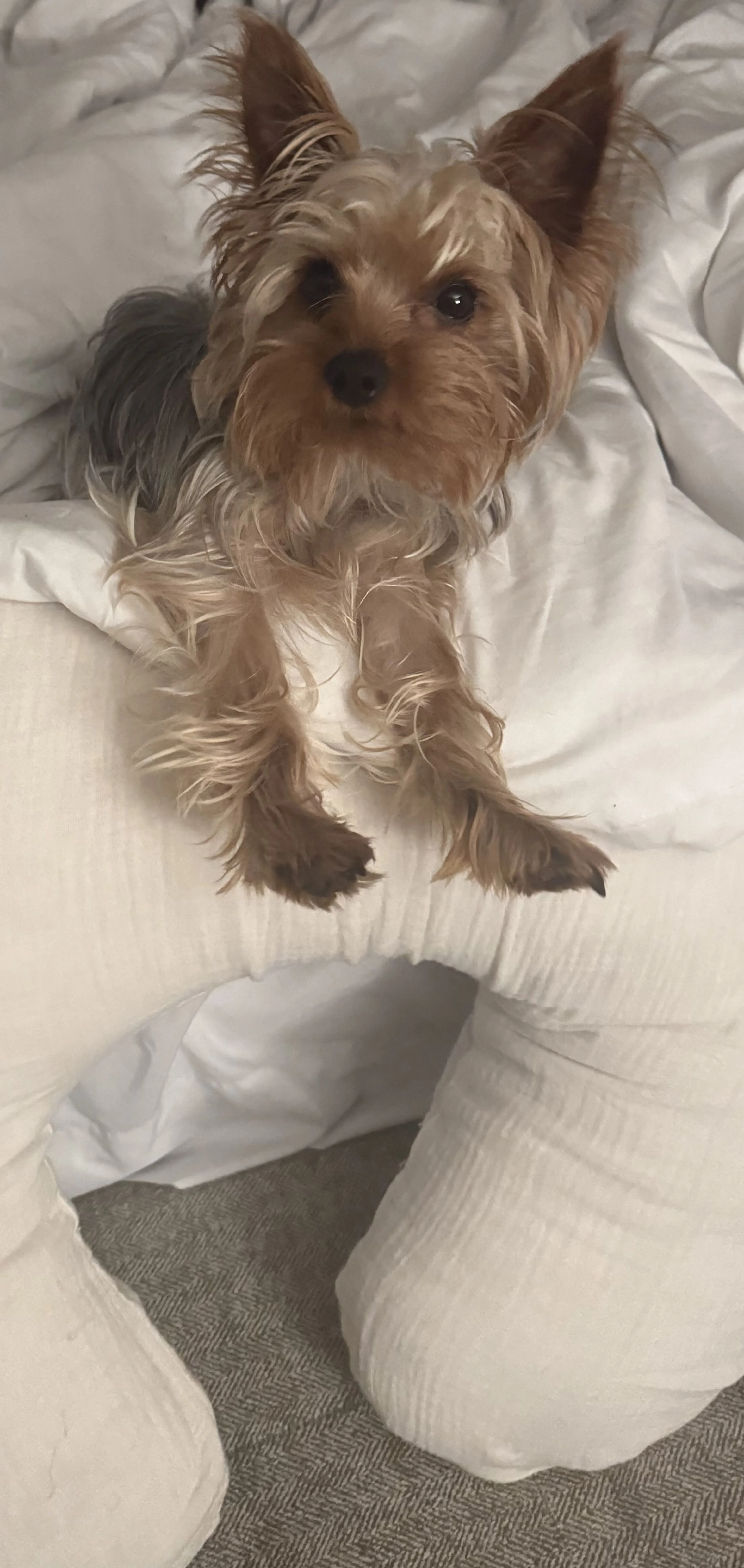 Lost pet