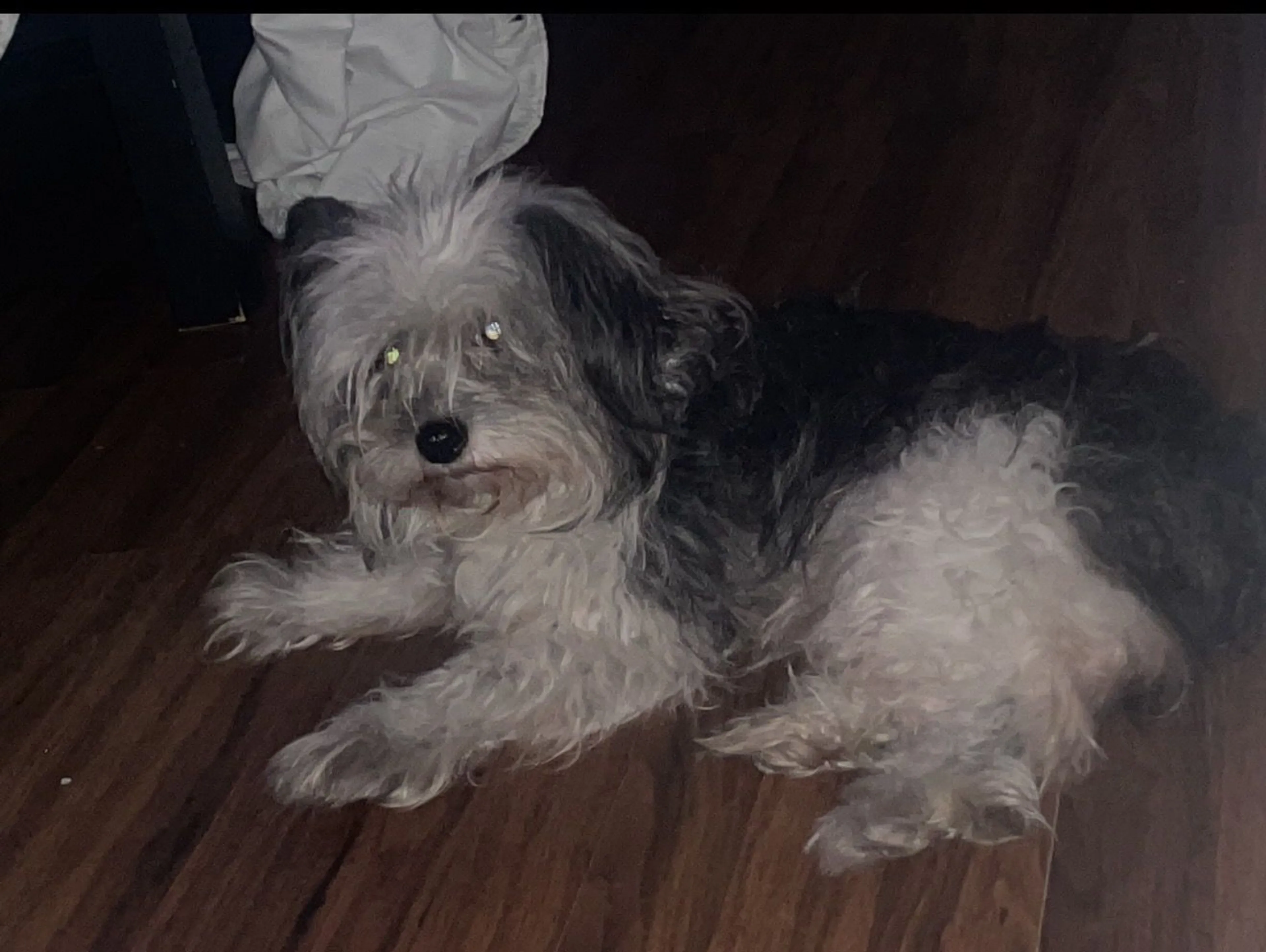 Lost pet