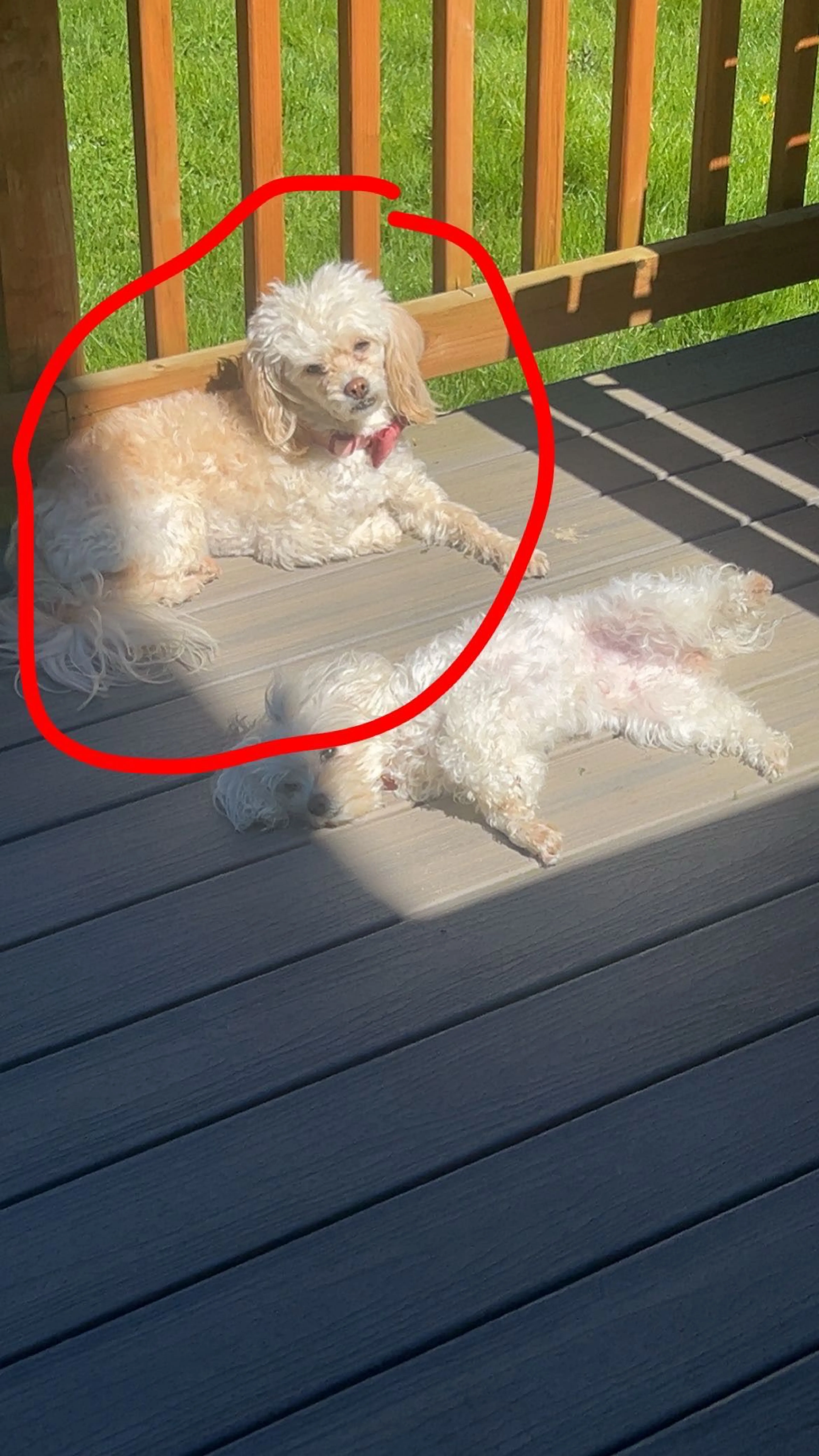 Lost pet