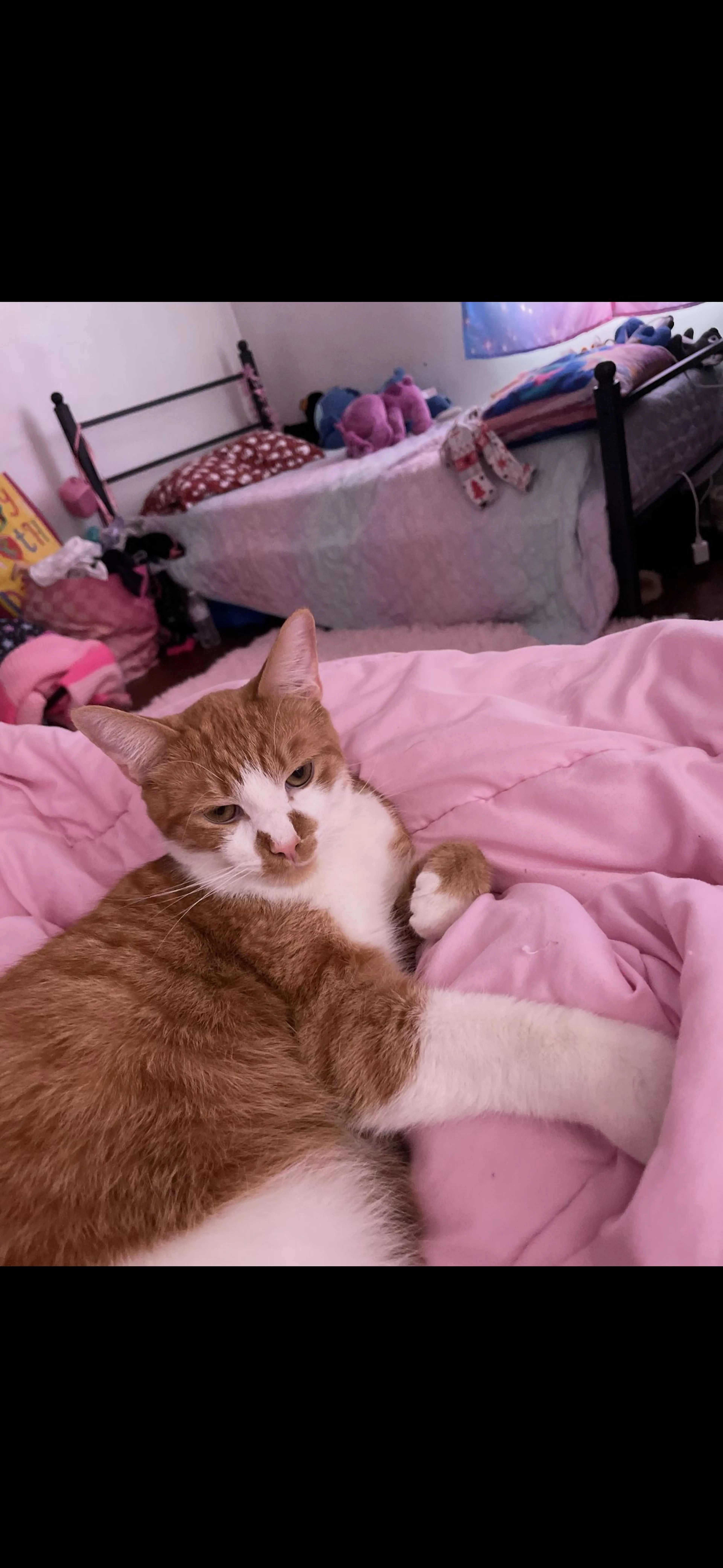 Lost pet