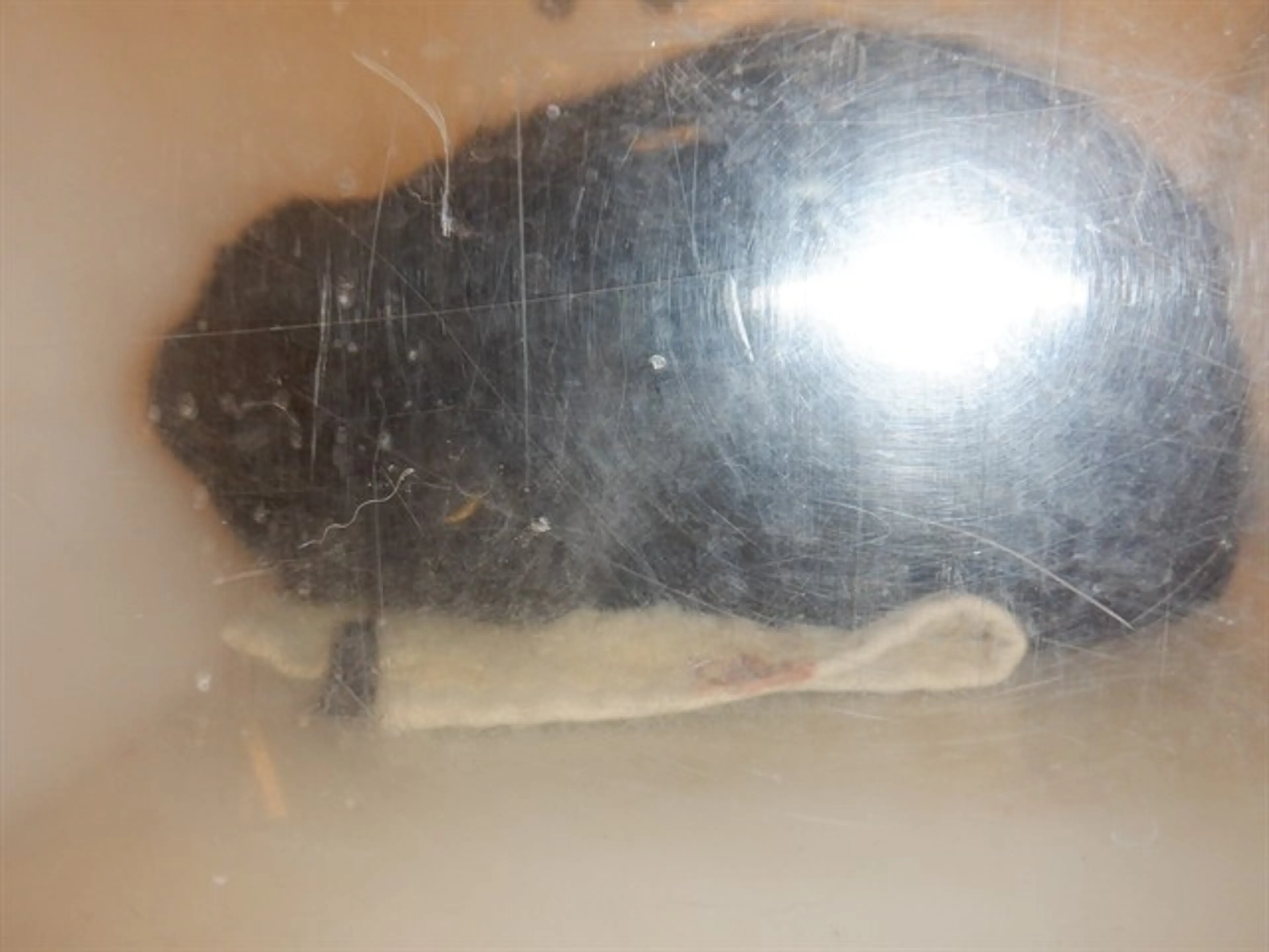 Found pet