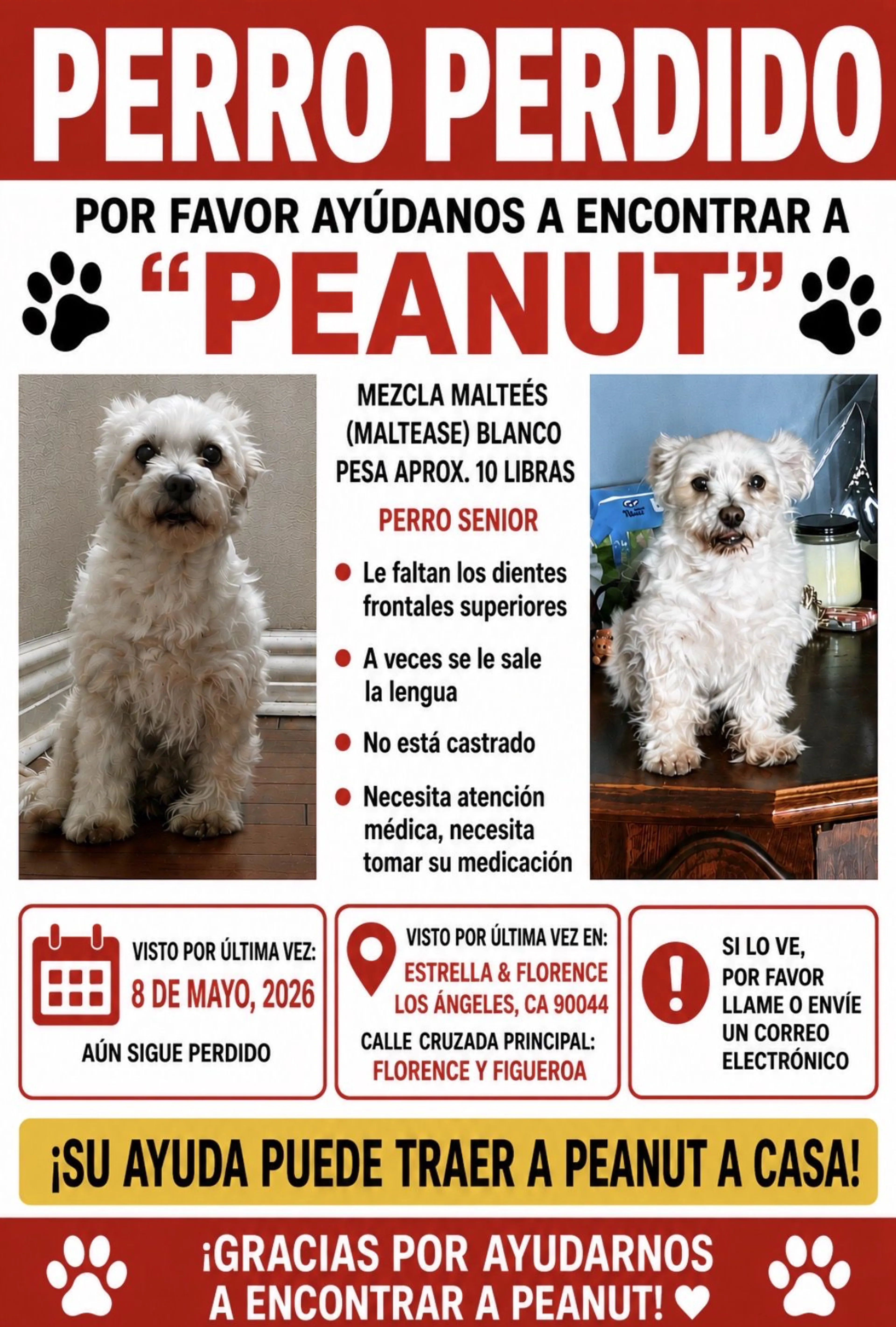 Lost pet-2