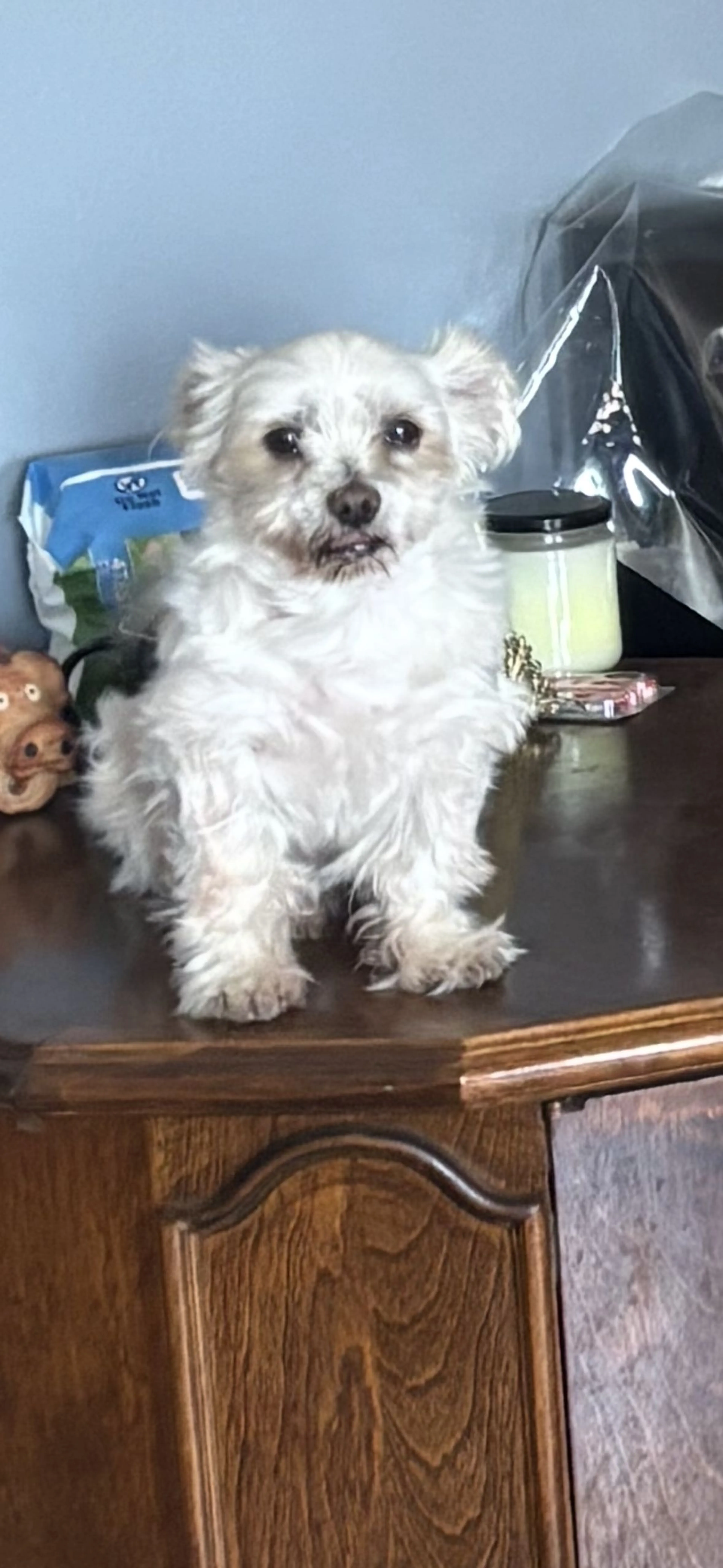 Lost pet-0