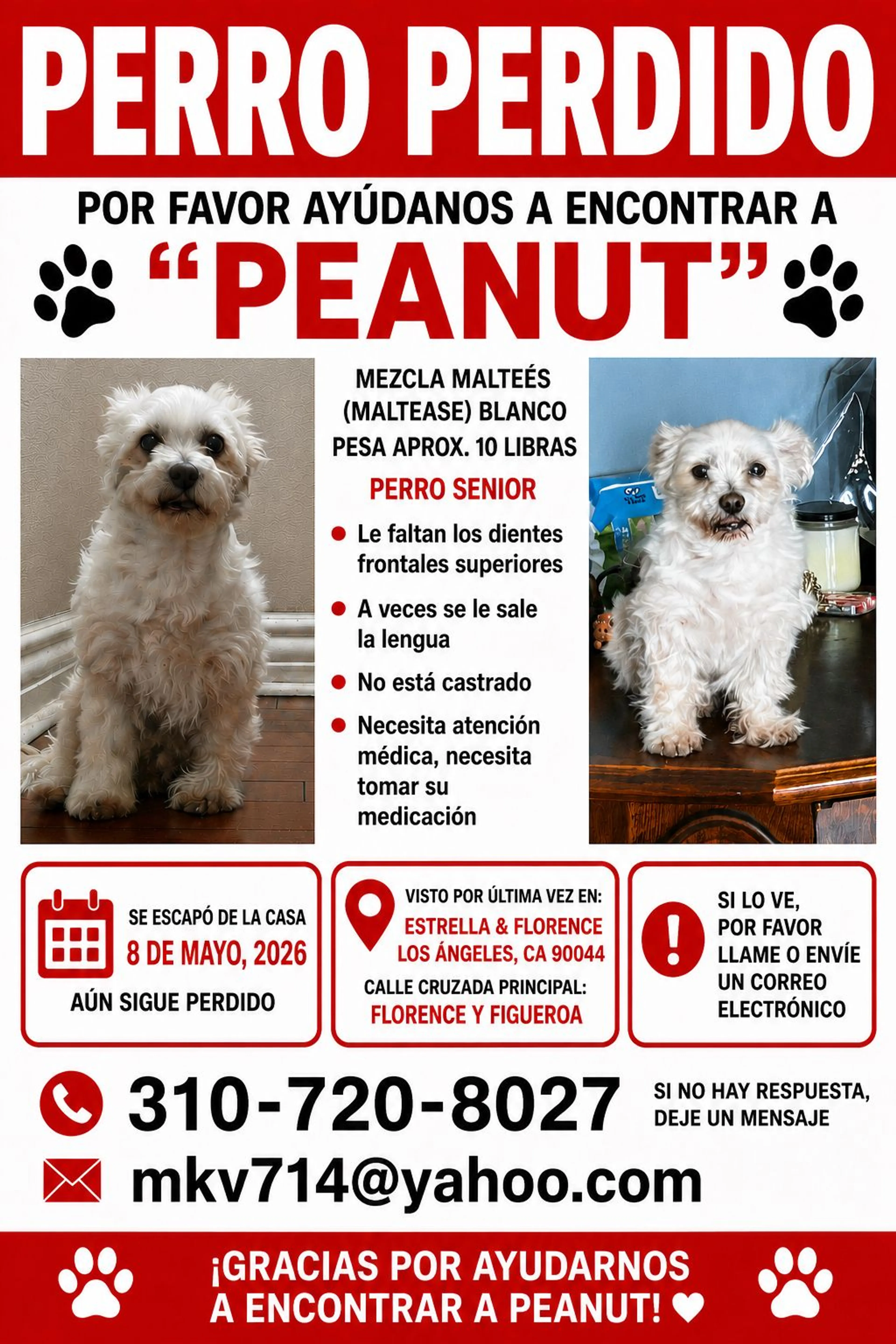 Lost pet-1