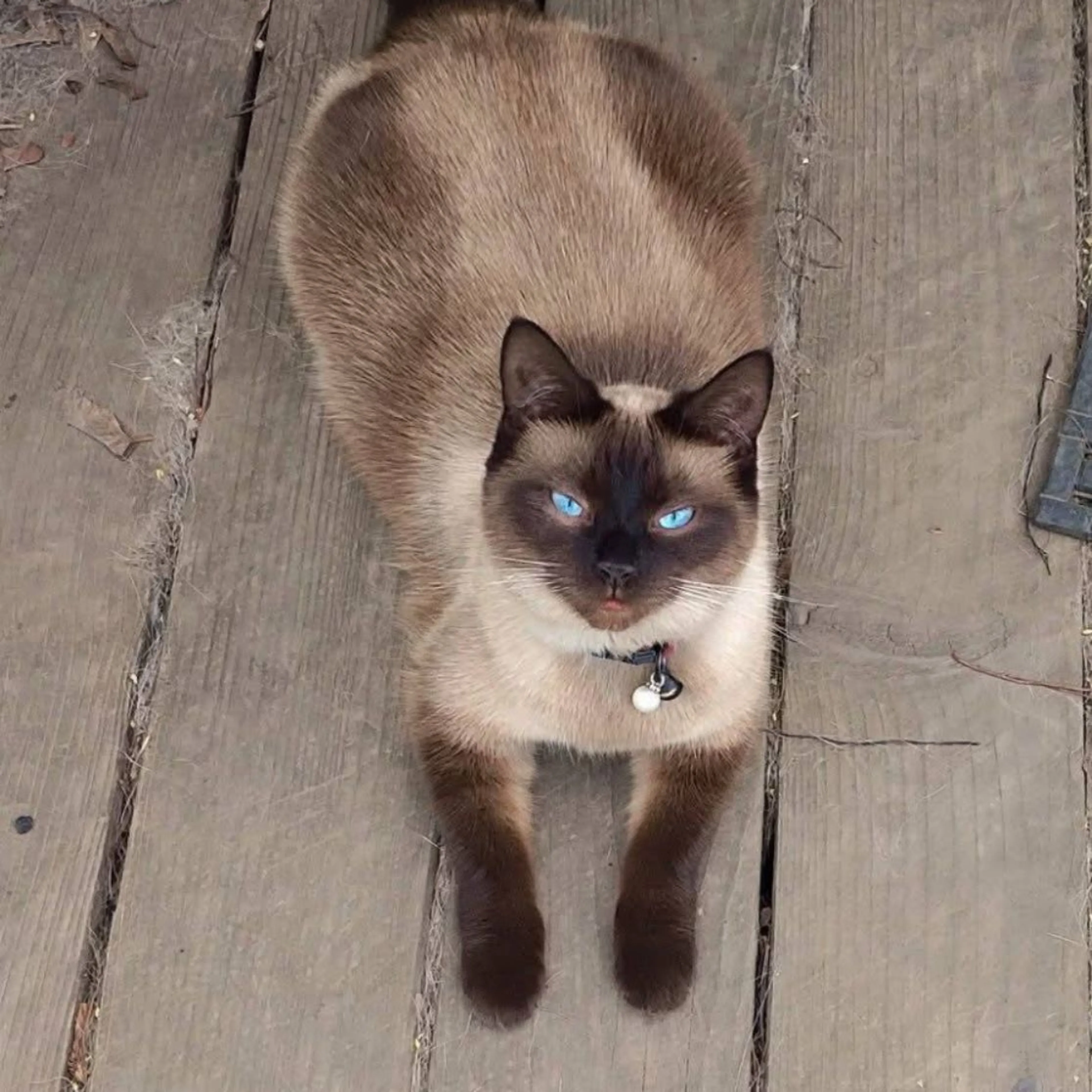 Lost pet-0