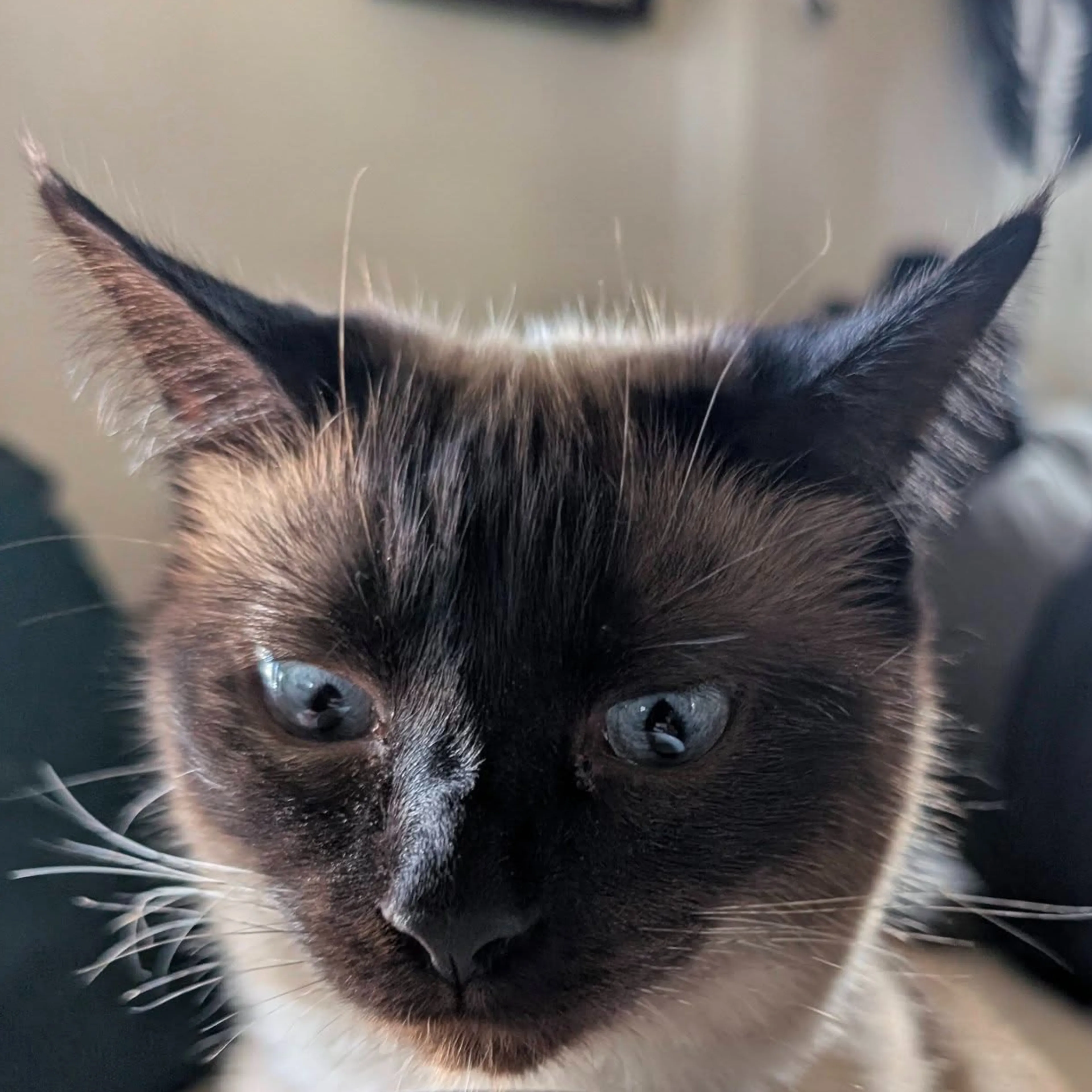 Lost pet-2