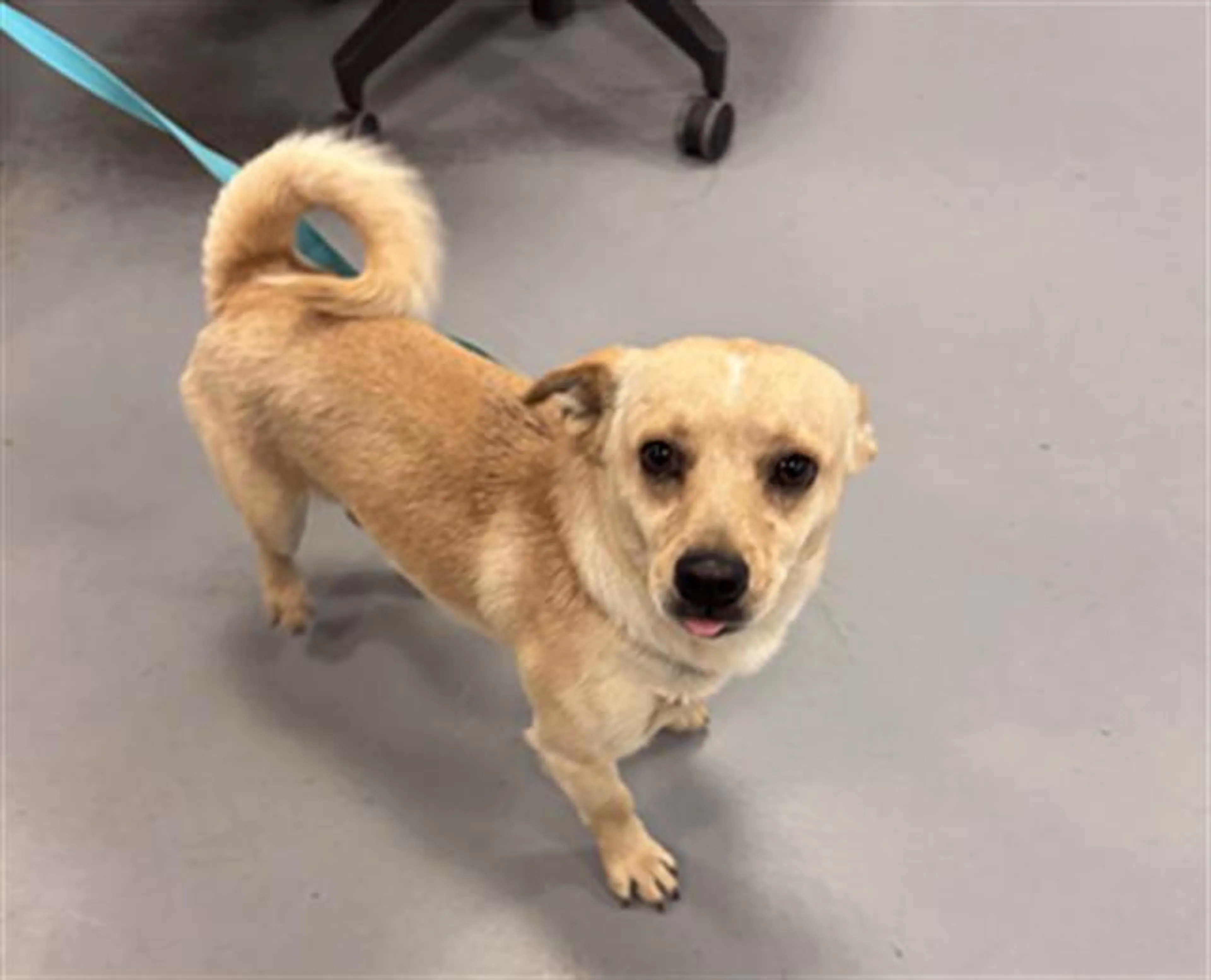 Found pet