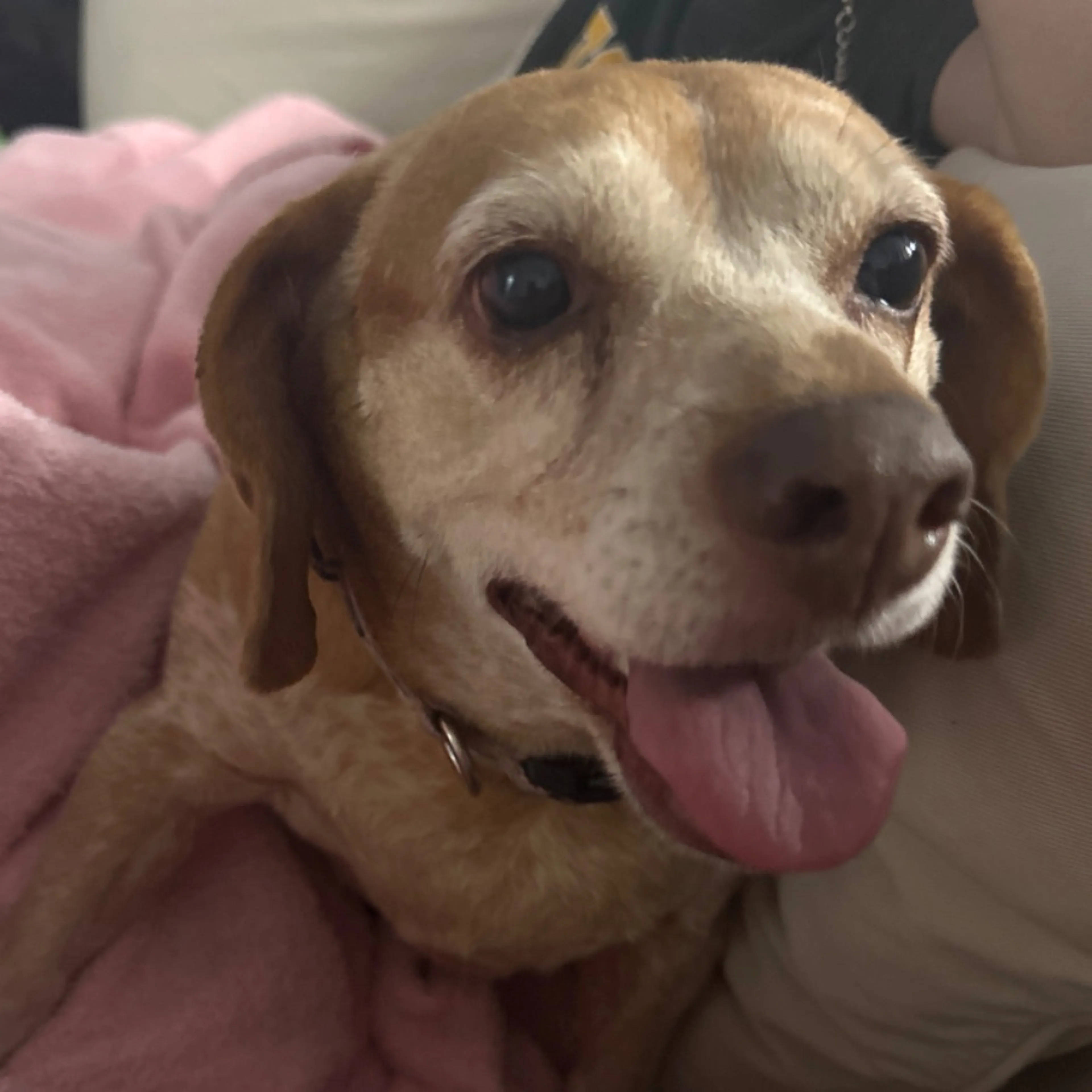 Found pet