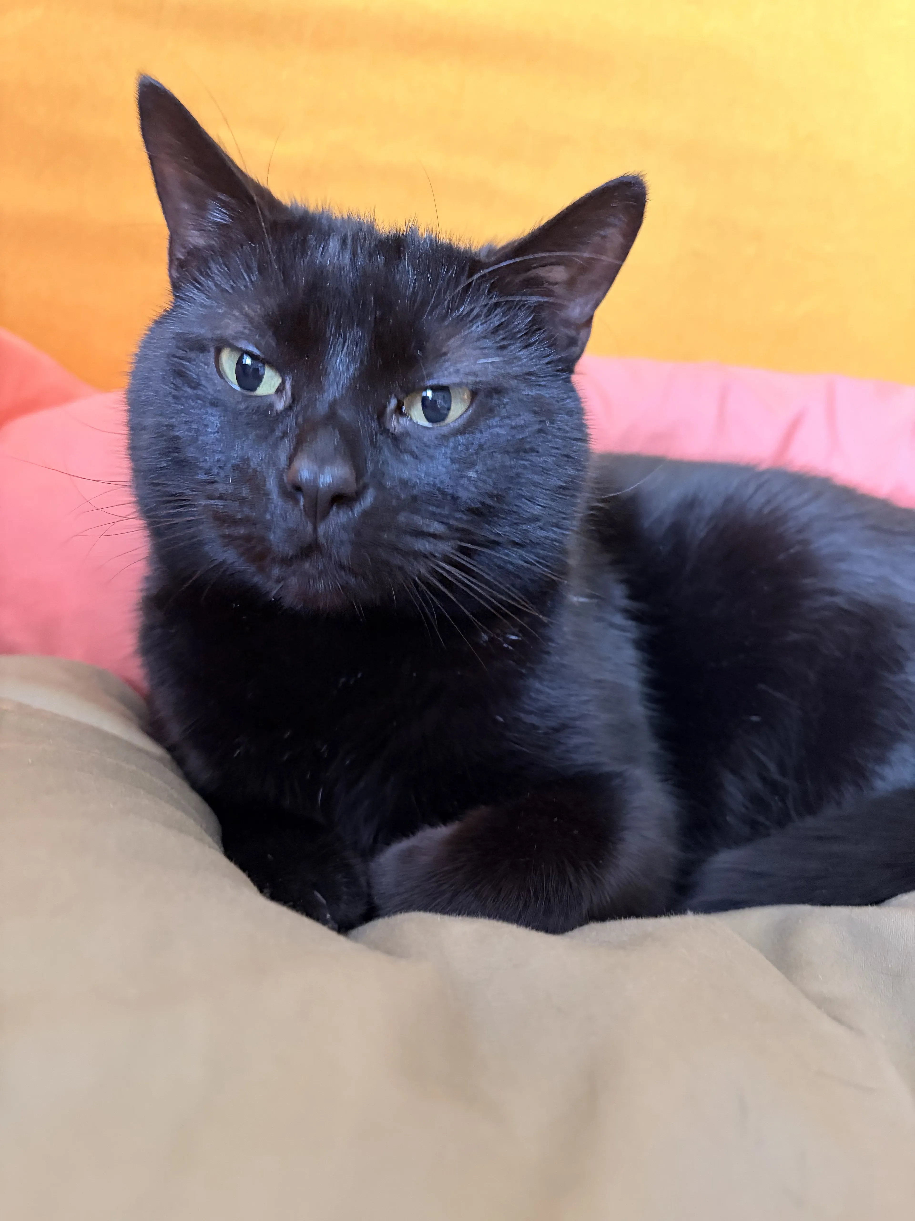 Lost pet-2
