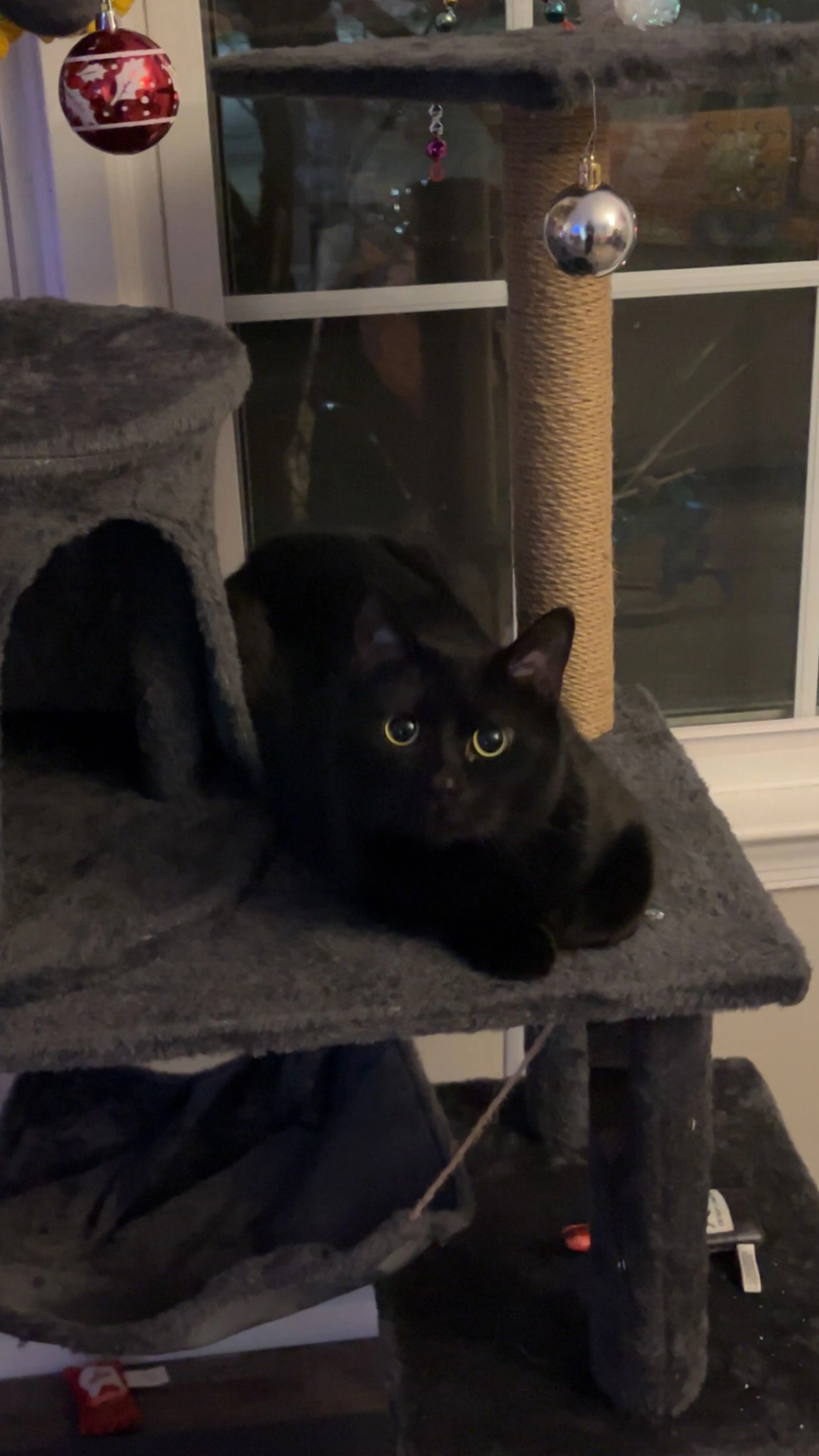 Lost pet-0