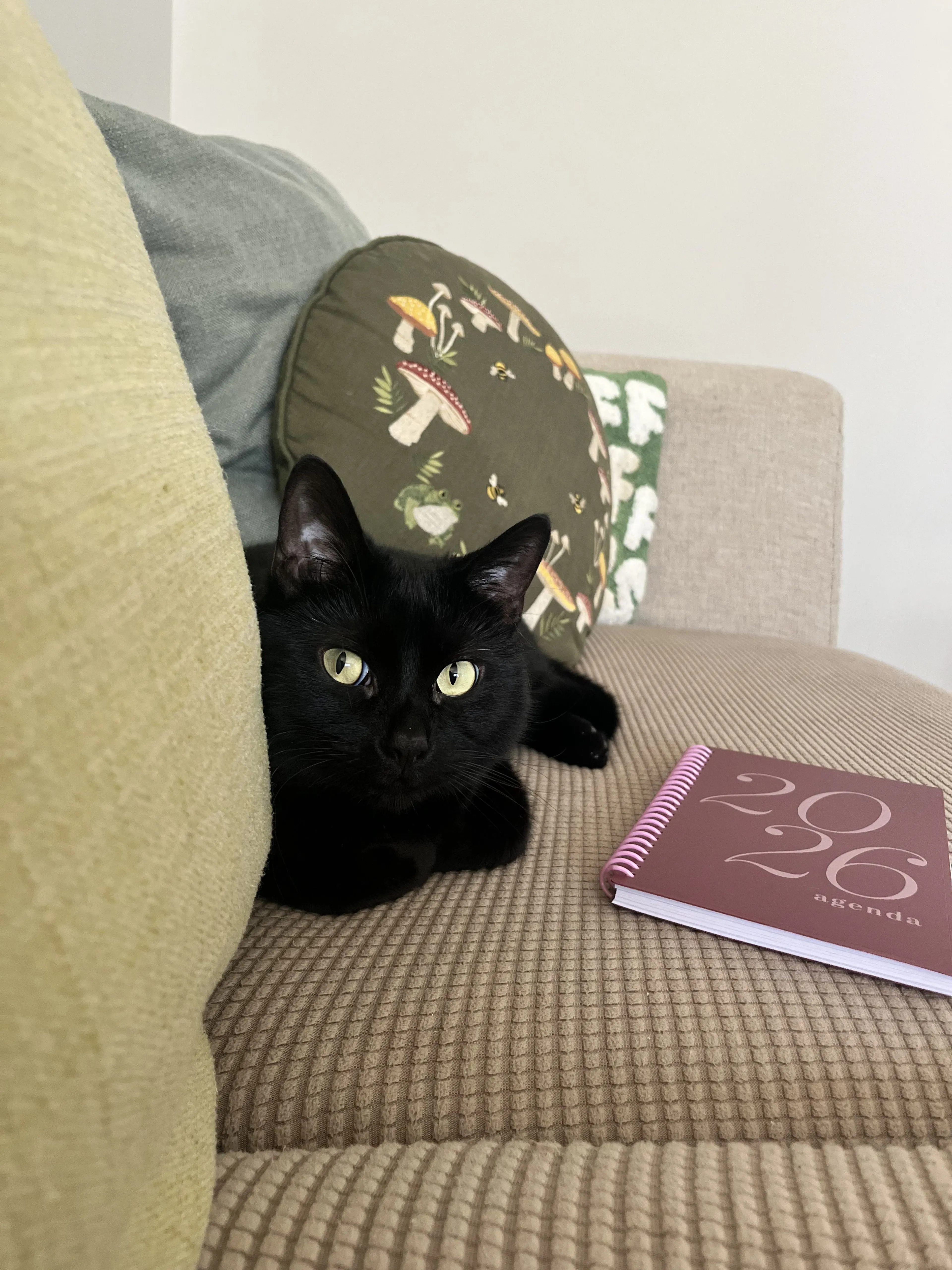 Lost pet-1
