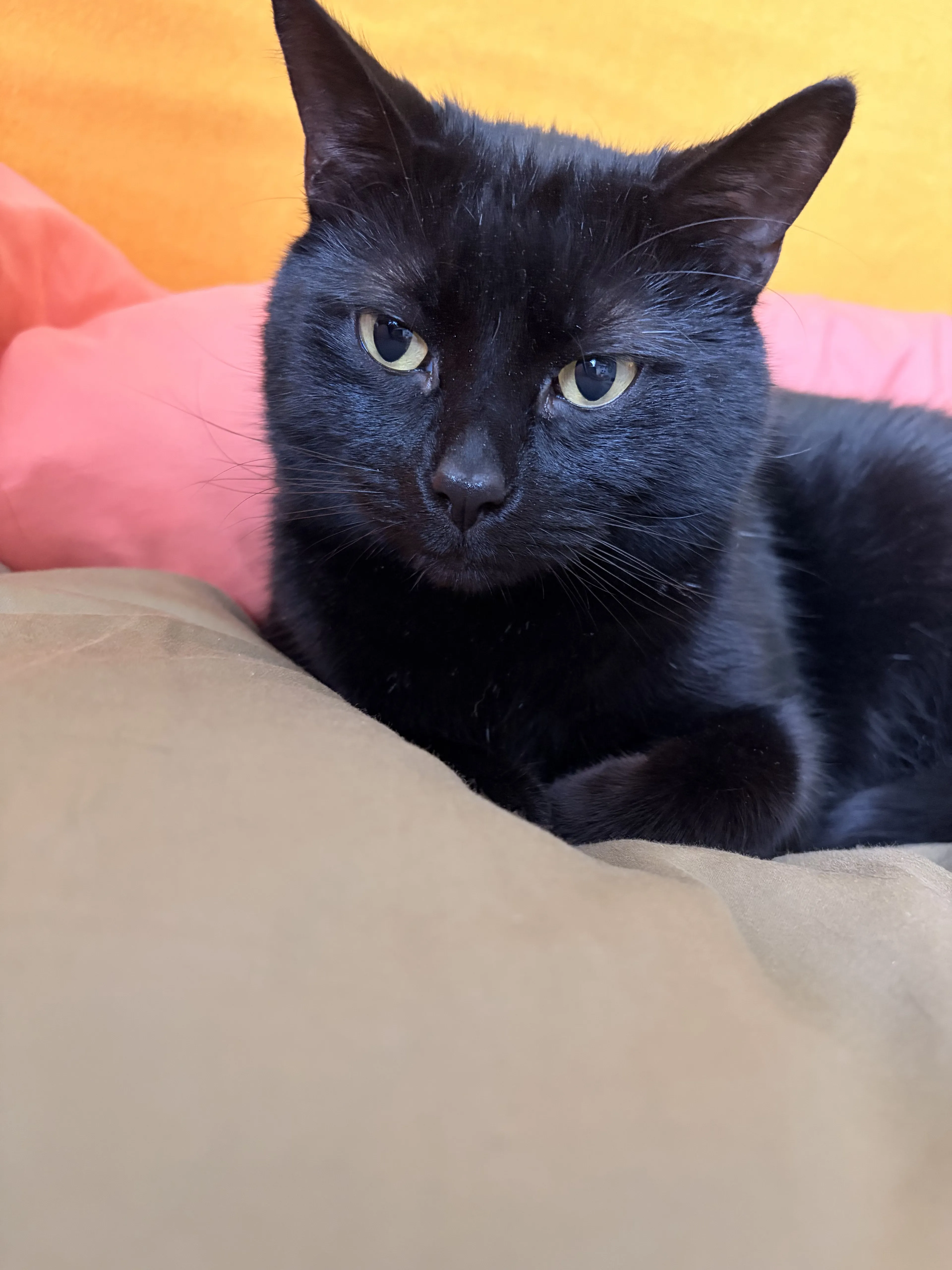 Lost pet-3