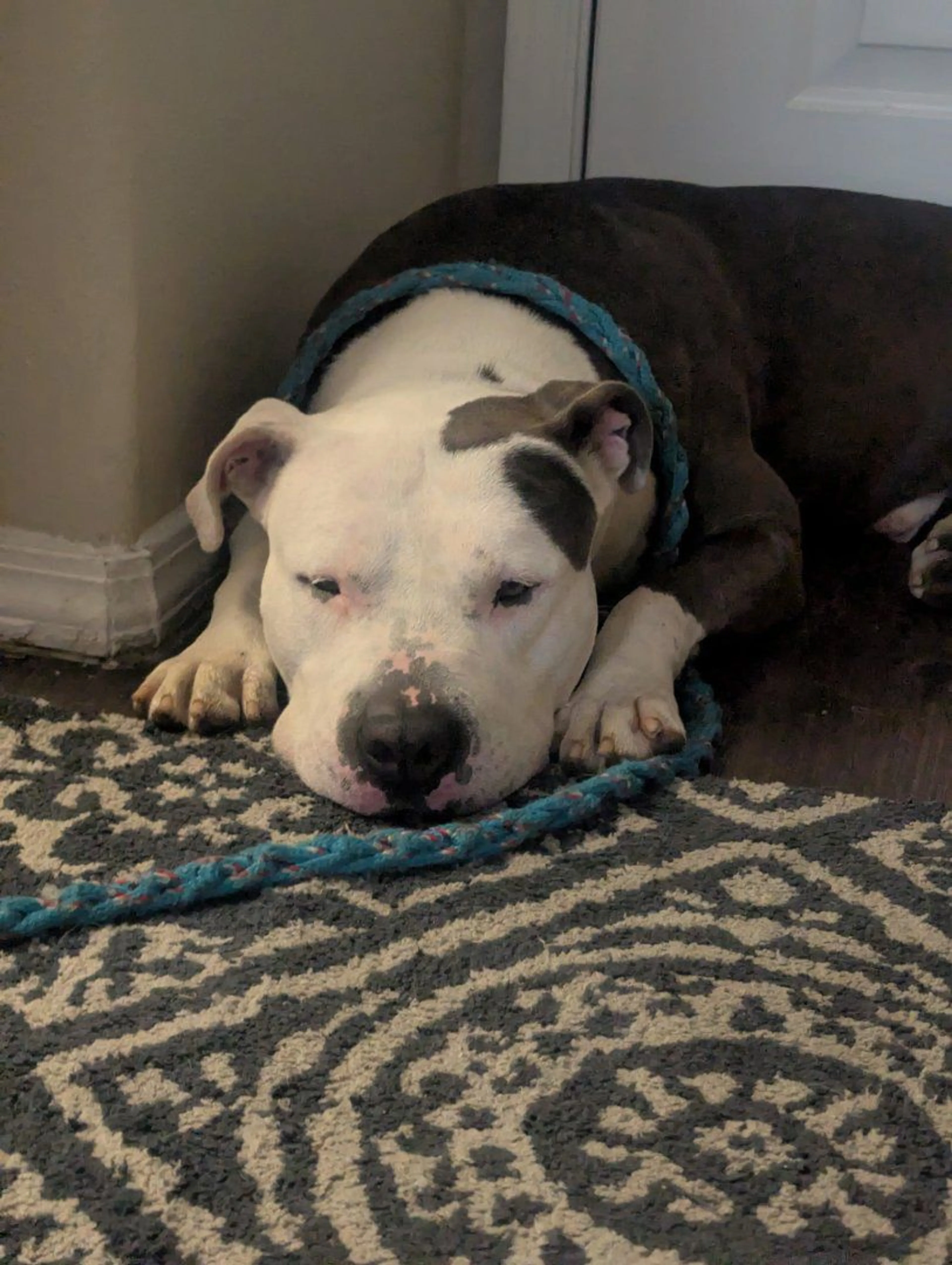 Lost pet