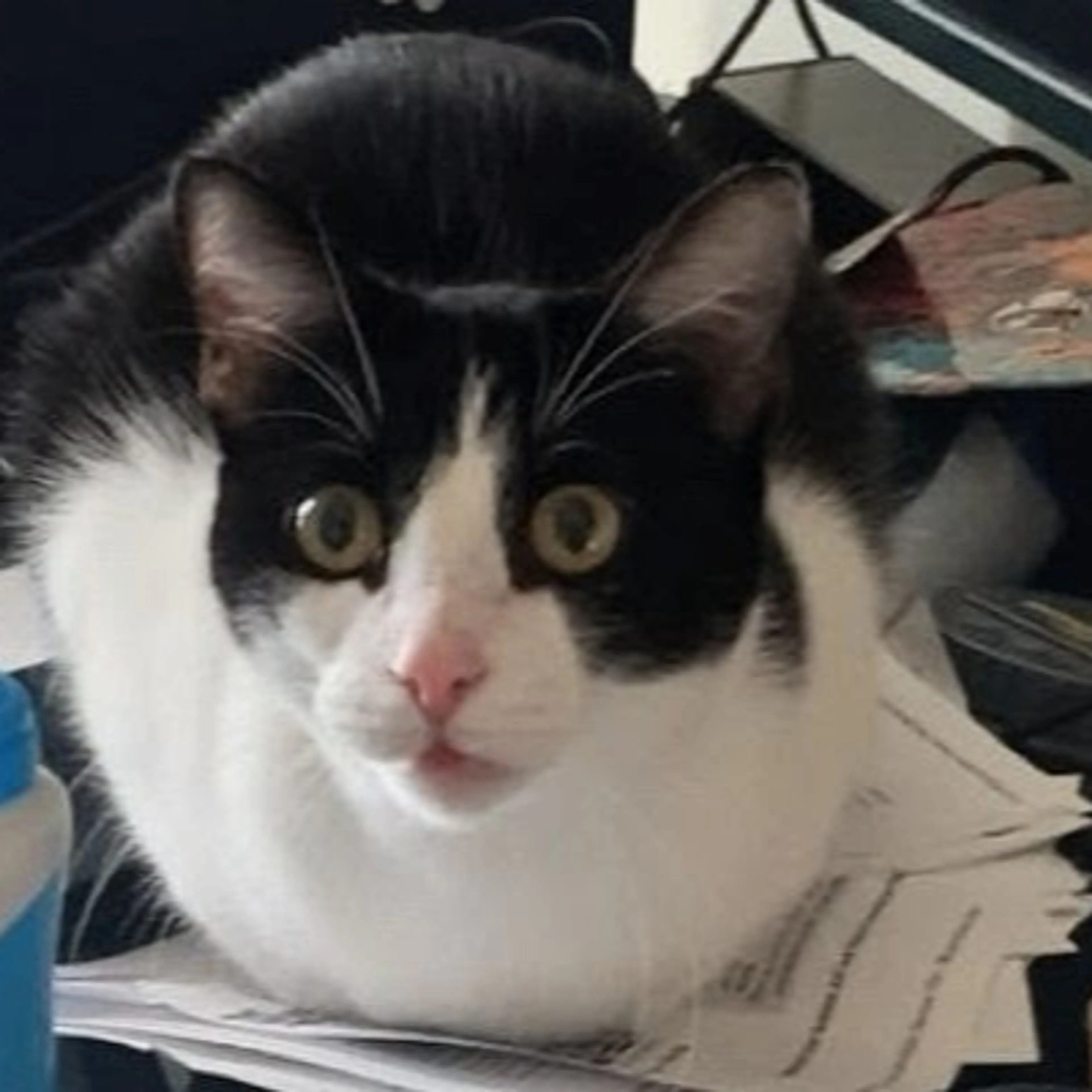 Lost pet-0