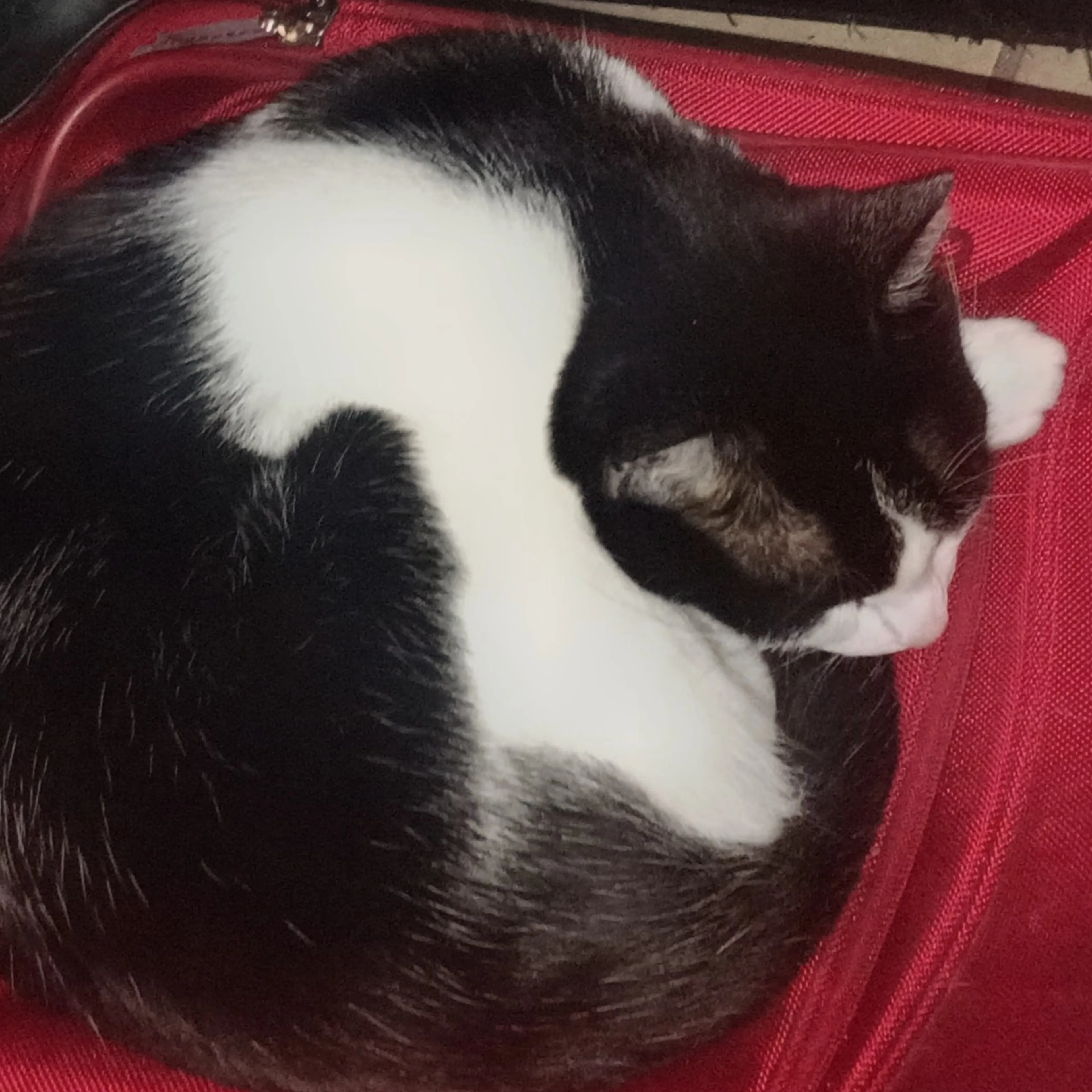 Lost pet-2