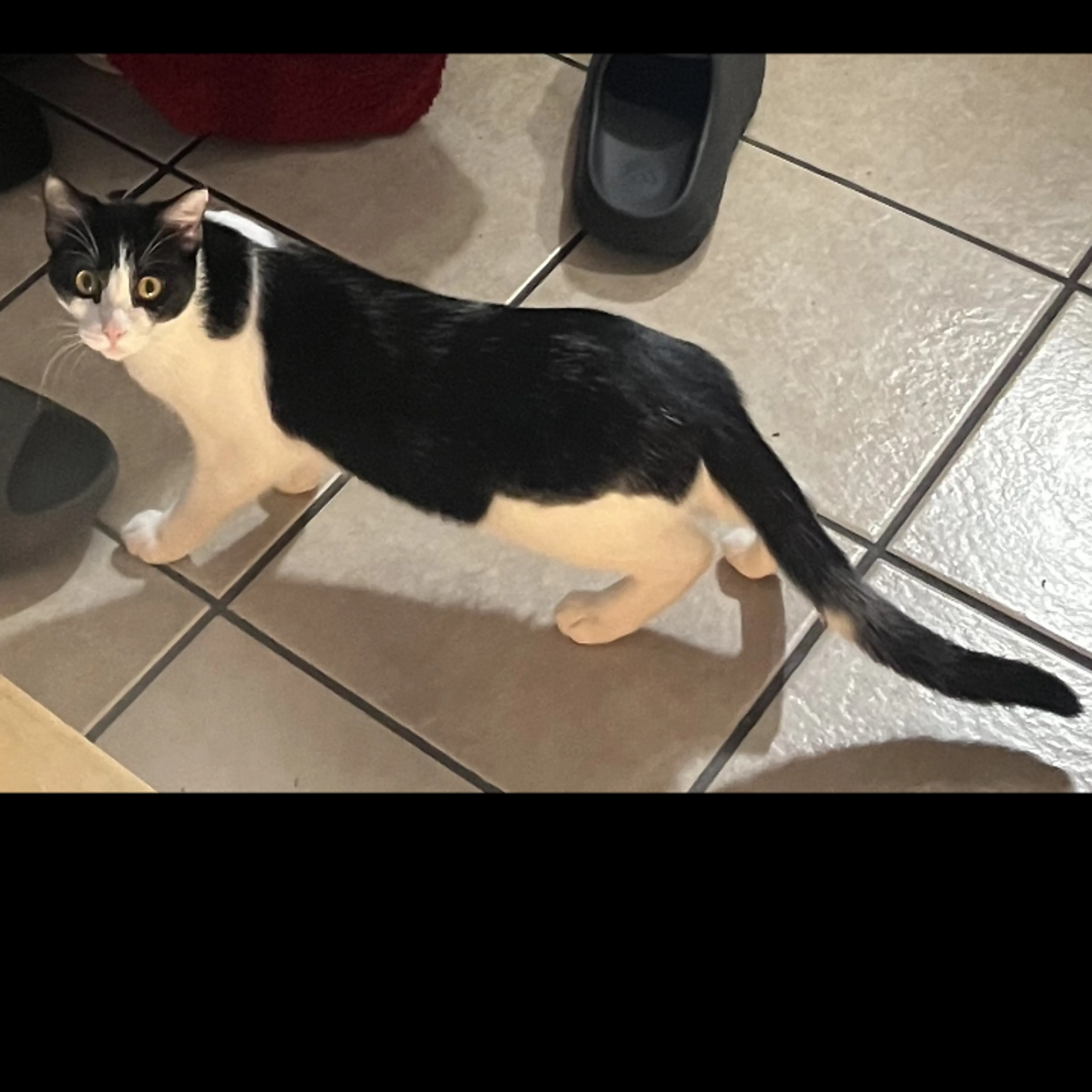 Lost pet-1