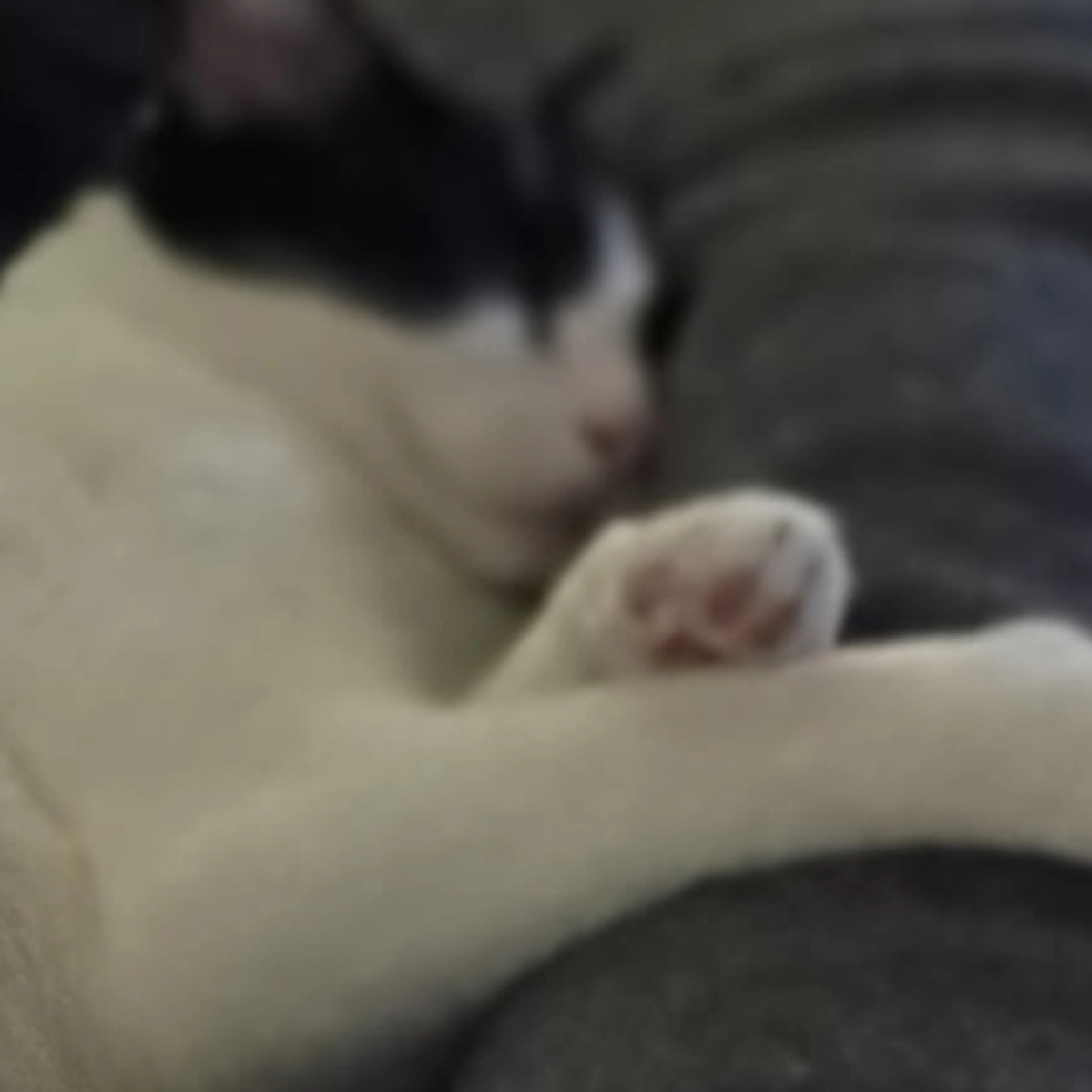 Lost pet-3