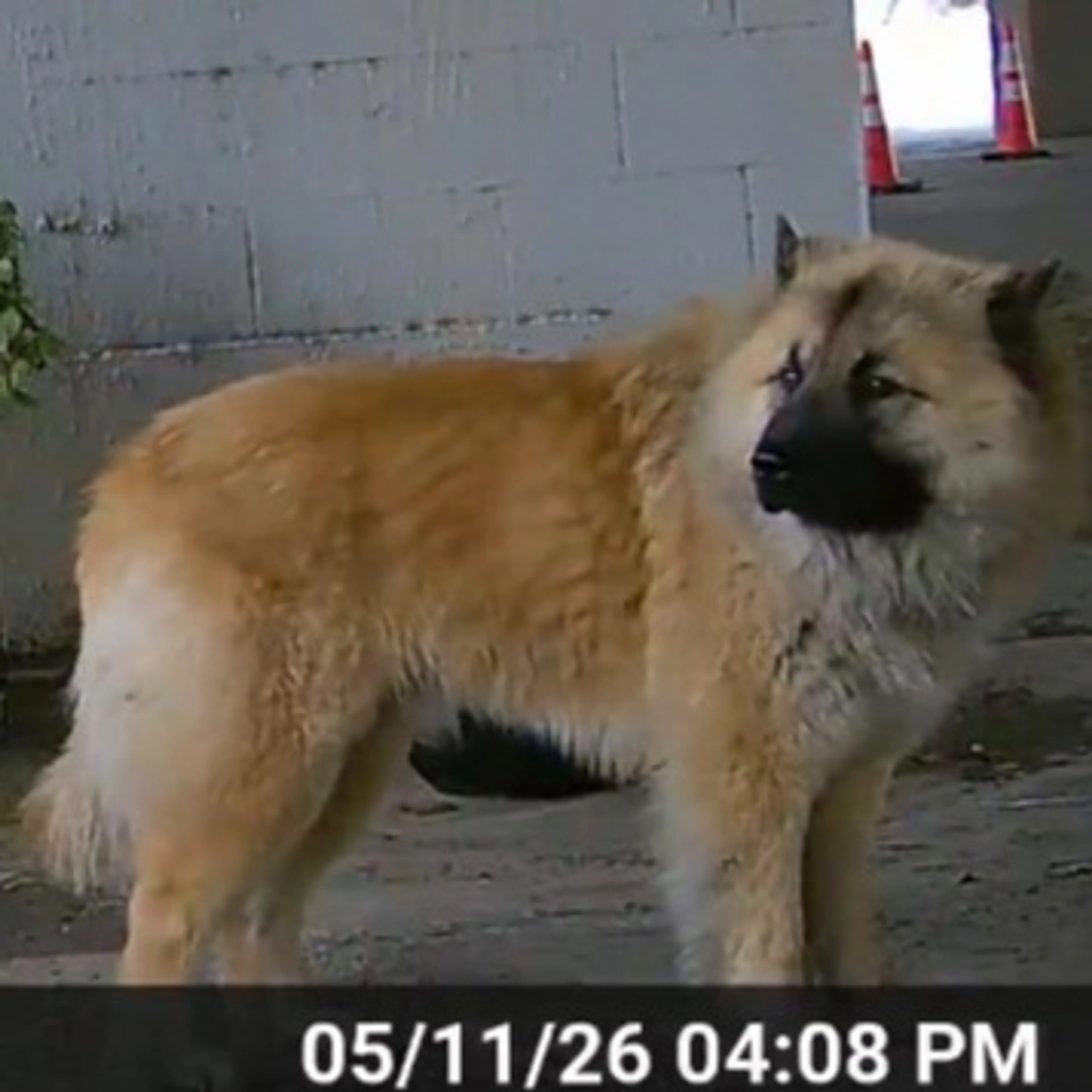 Found pet