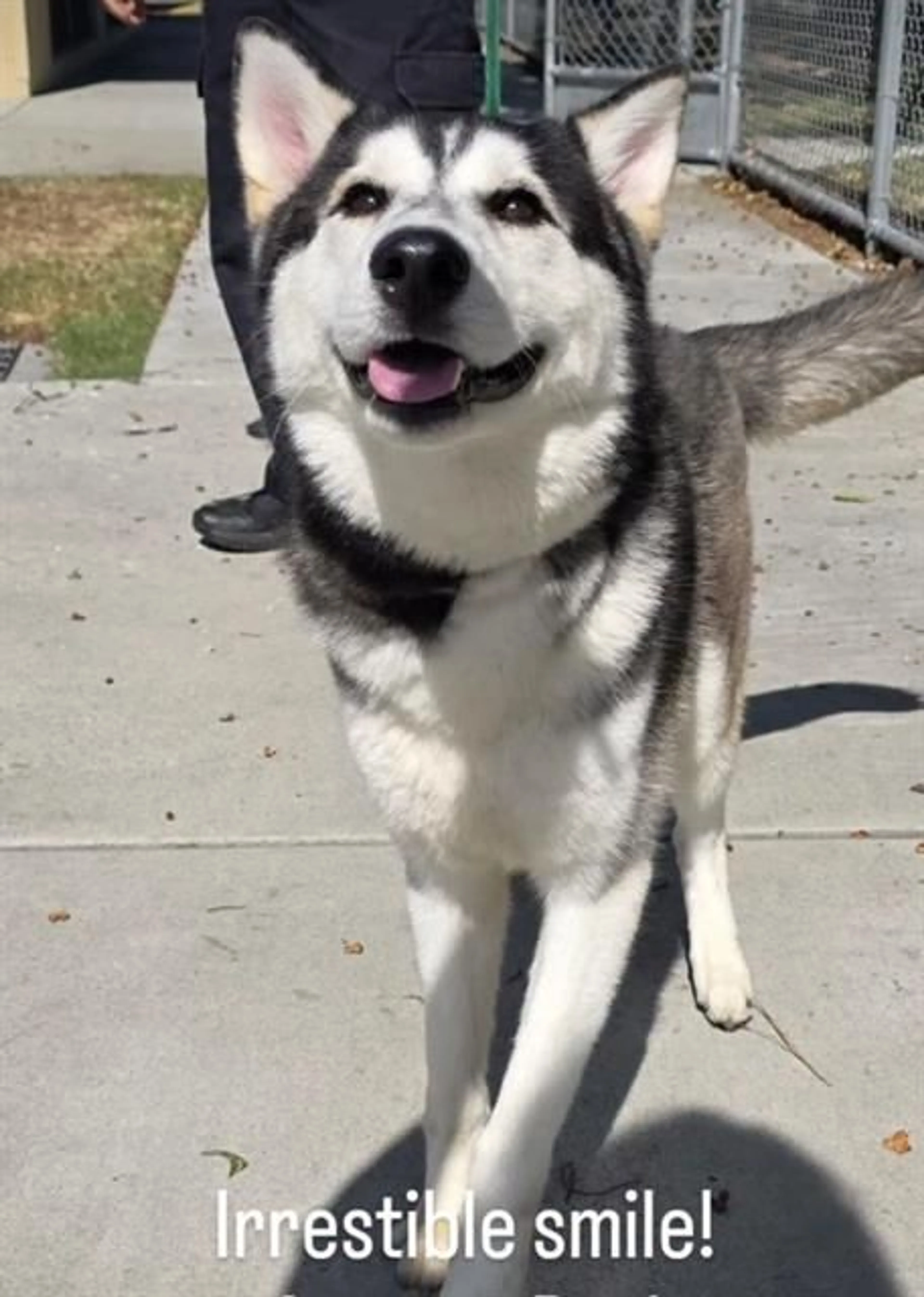 Found pet