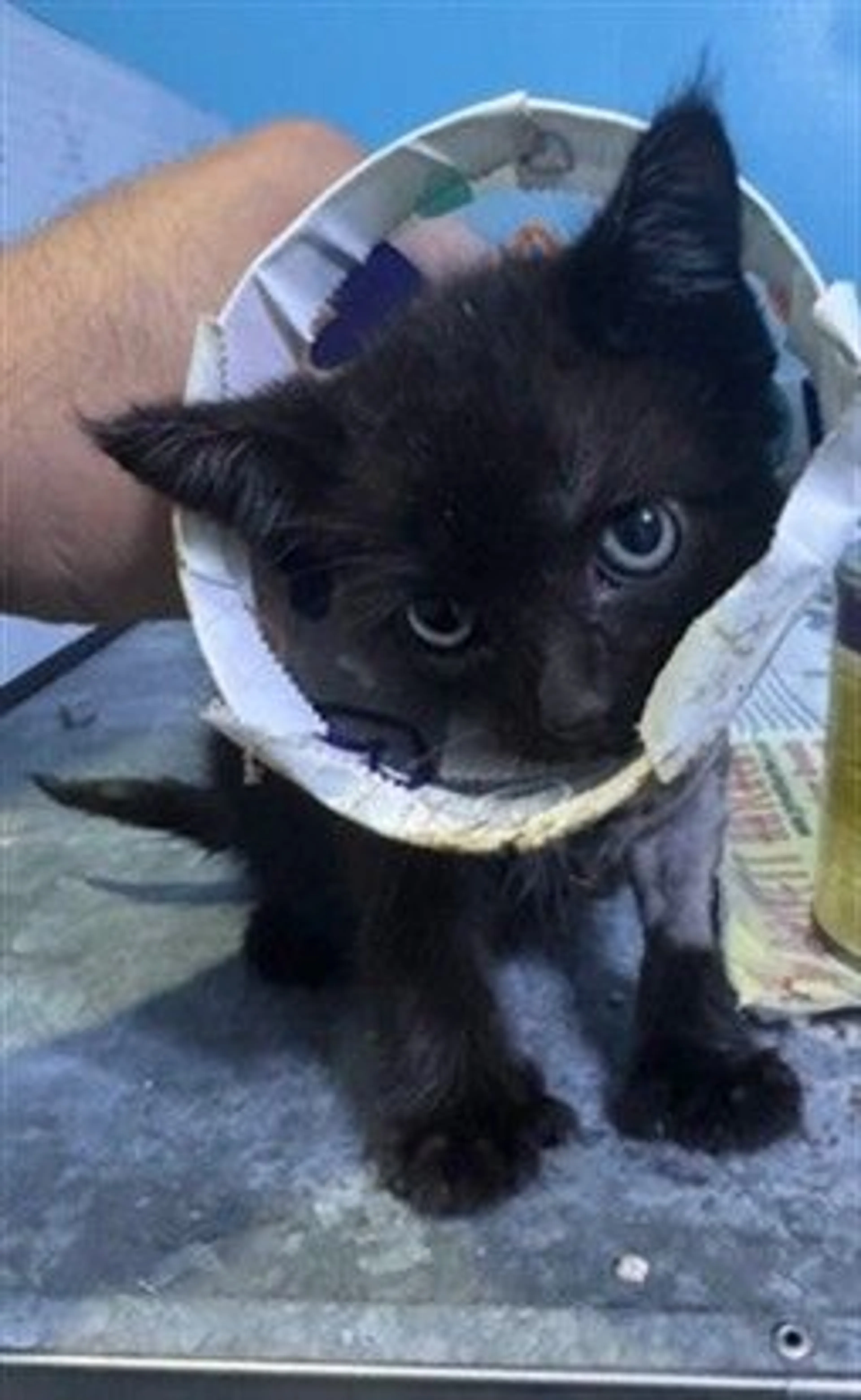 Found pet
