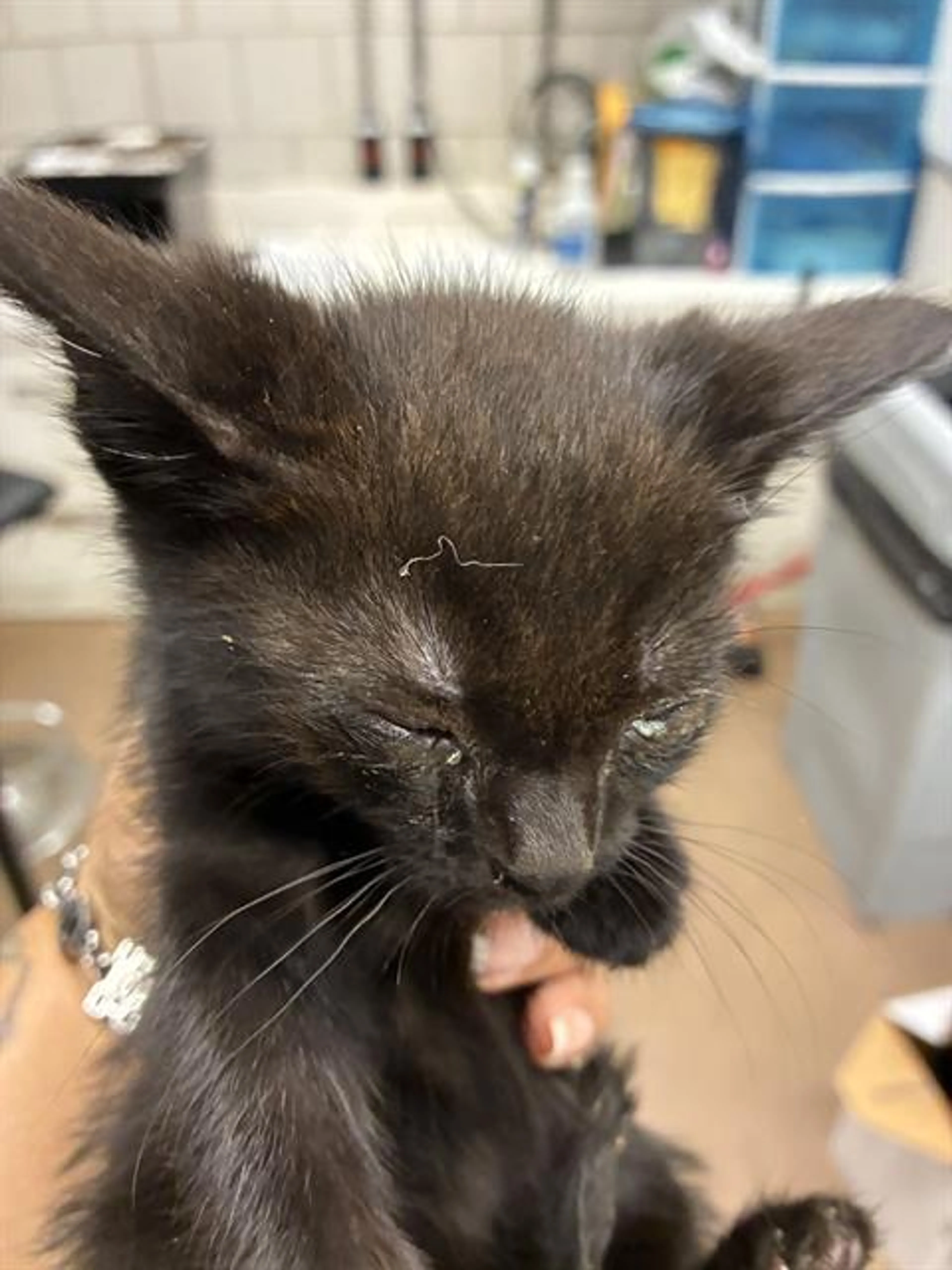 Found pet
