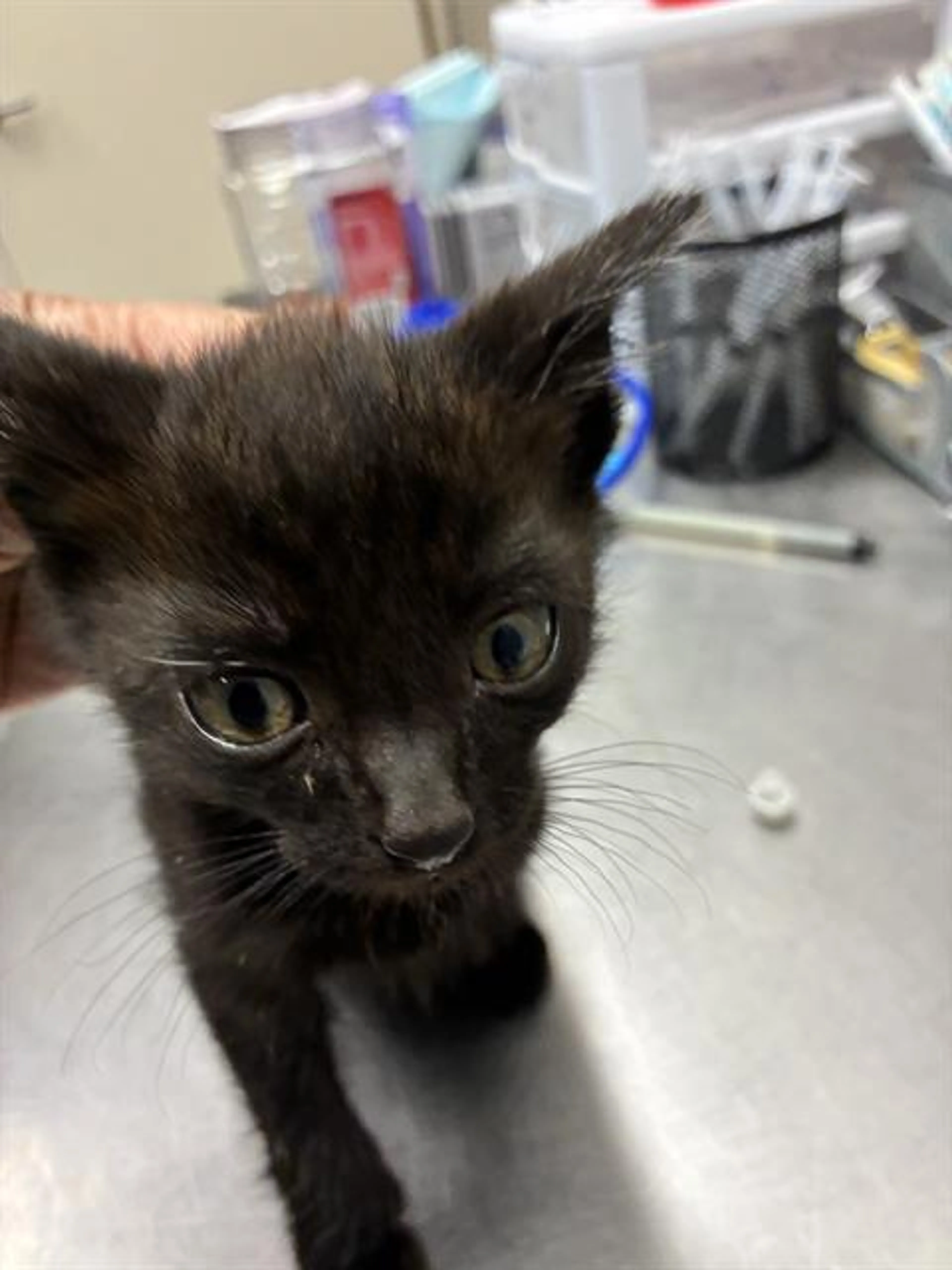 Found pet