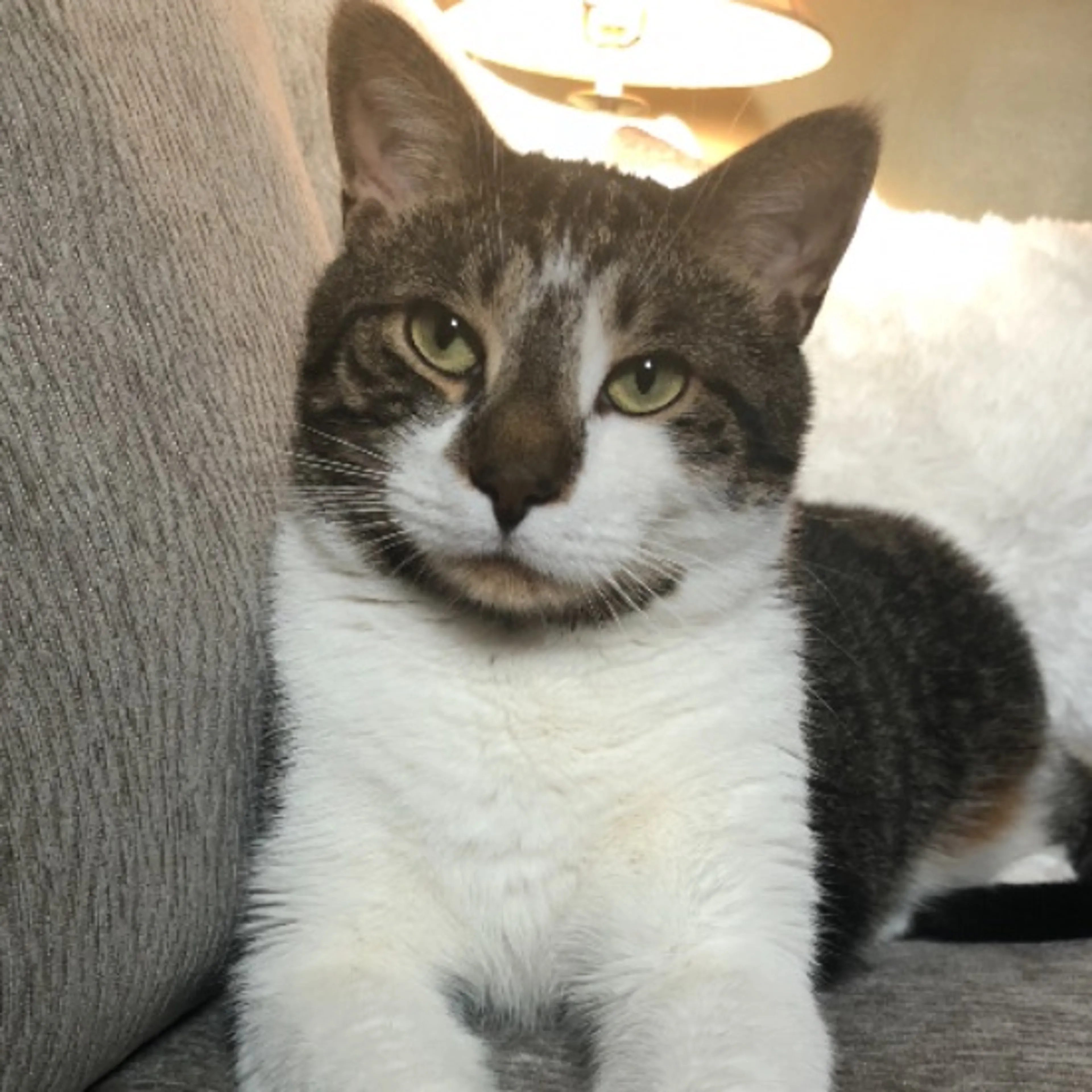 Lost pet
