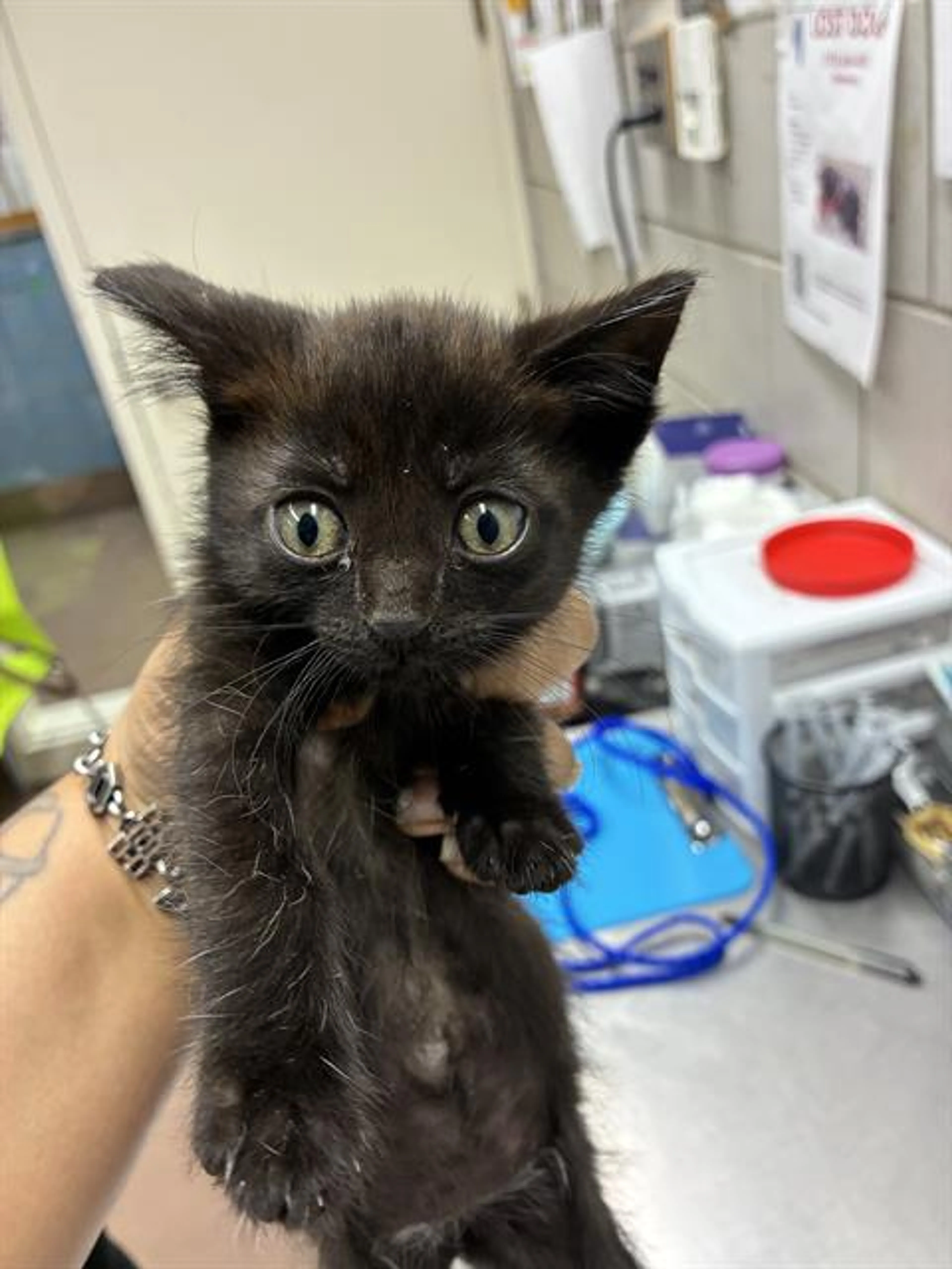 Found pet