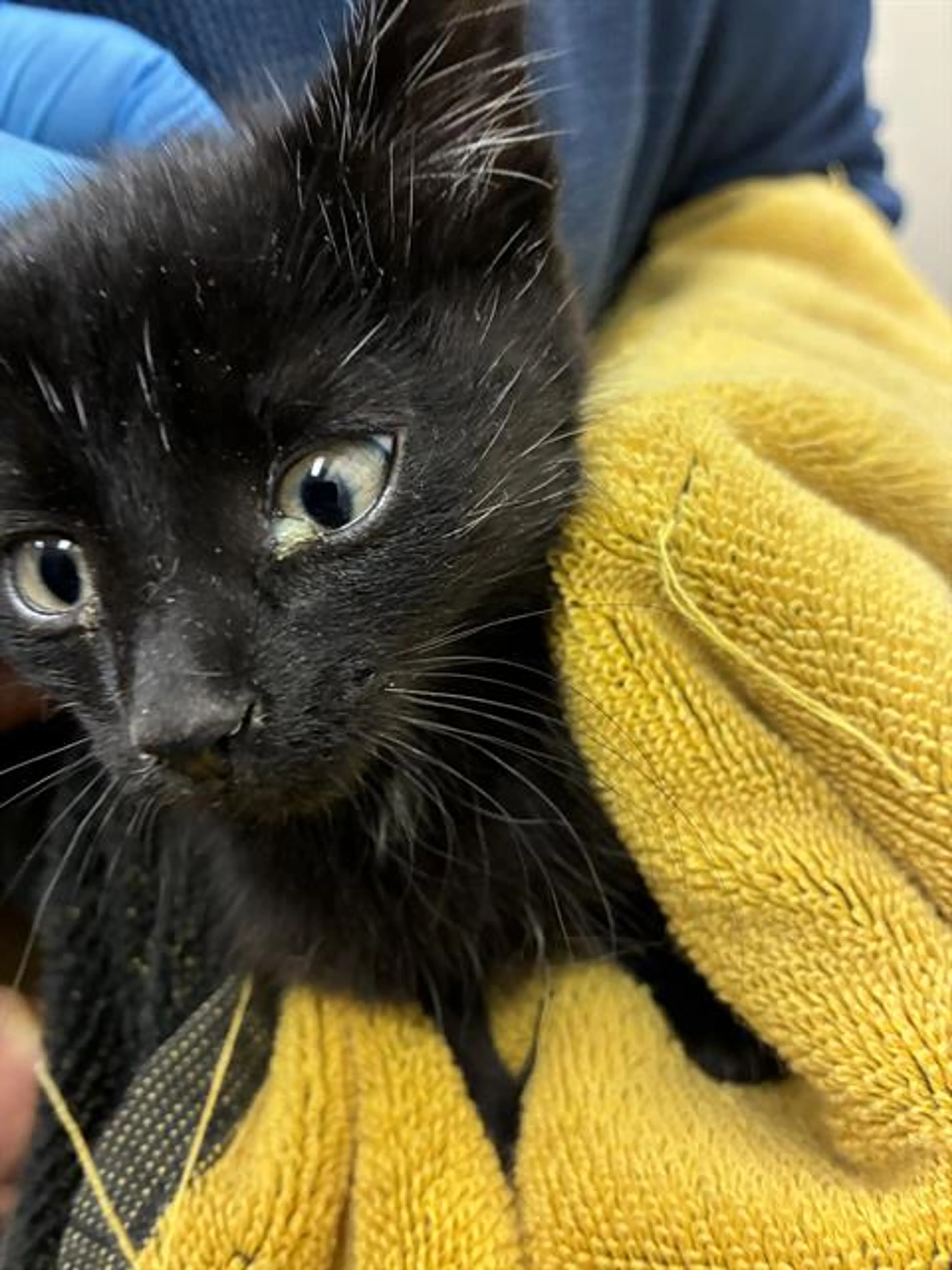 Found pet